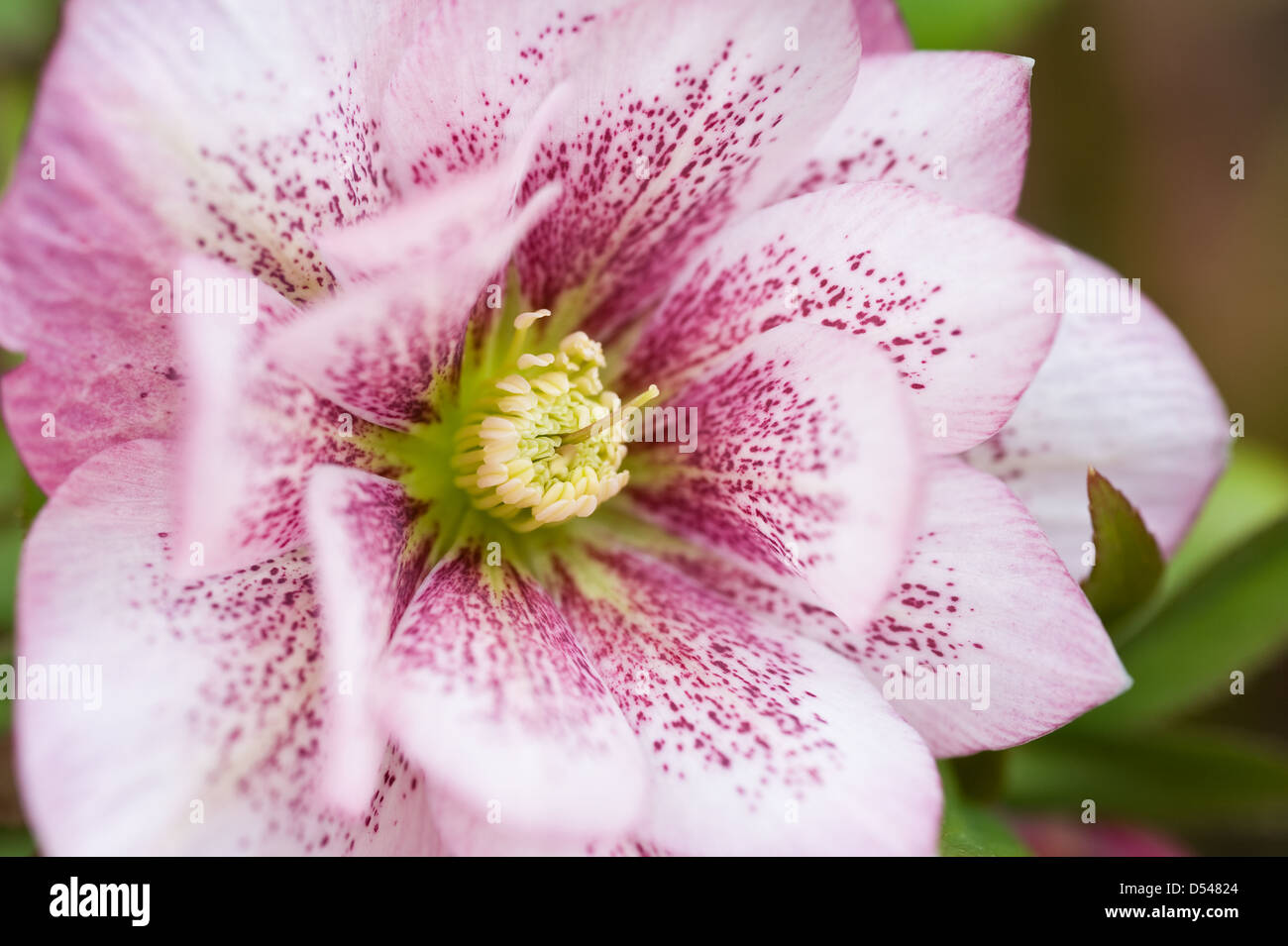 Helleborus x hybridus Harvington double rosa quaresimale veratro rose Foto Stock