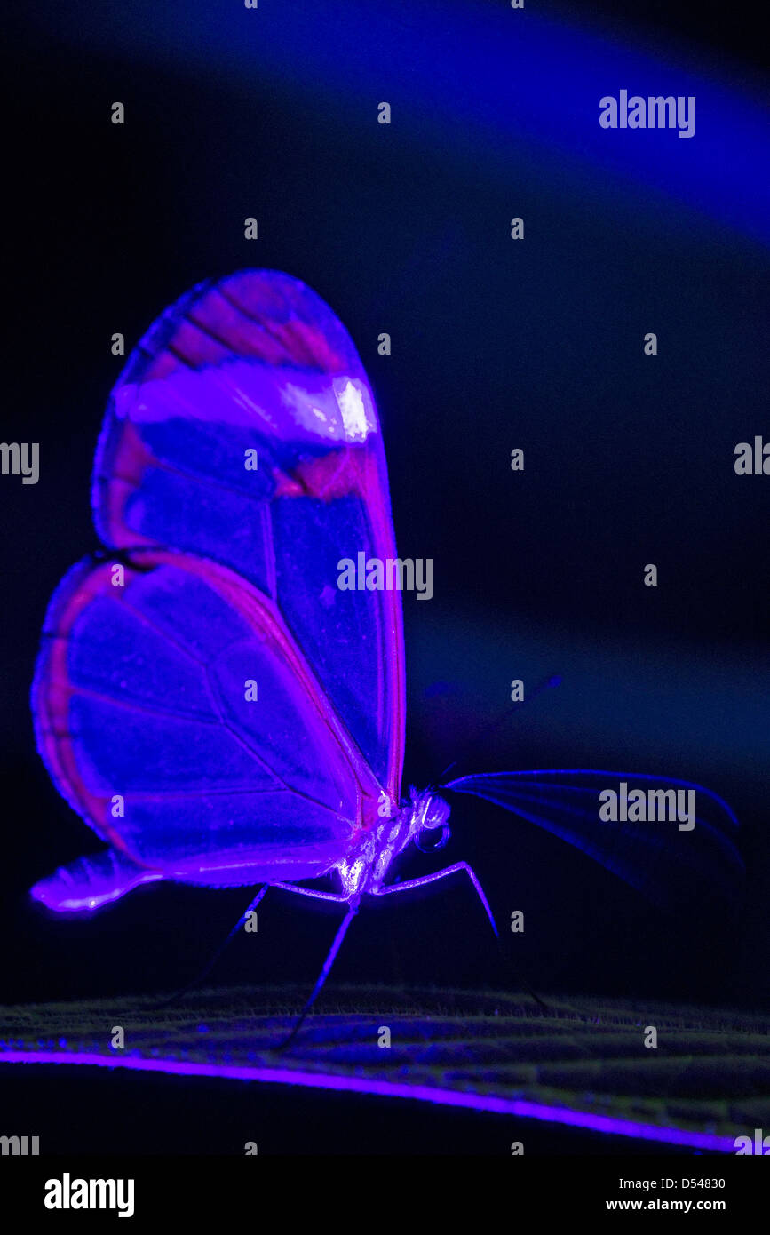 Una farfalla Clearwing sotto la luce ultra violetta Foto Stock