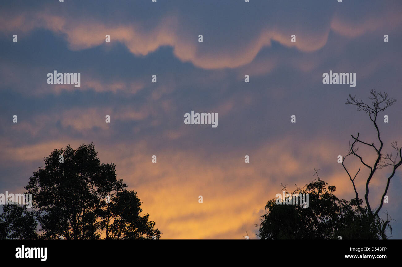 Silhouette di alberi di fronte di coloratissimi mammatus nuvole al tramonto, Malaysia Foto Stock