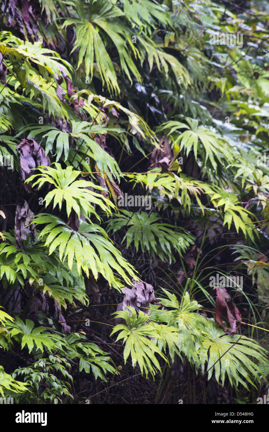 Felci terrestri che cresce su un terrapieno in una foresta pluviale, Fraser, Hill, Malaysia Foto Stock