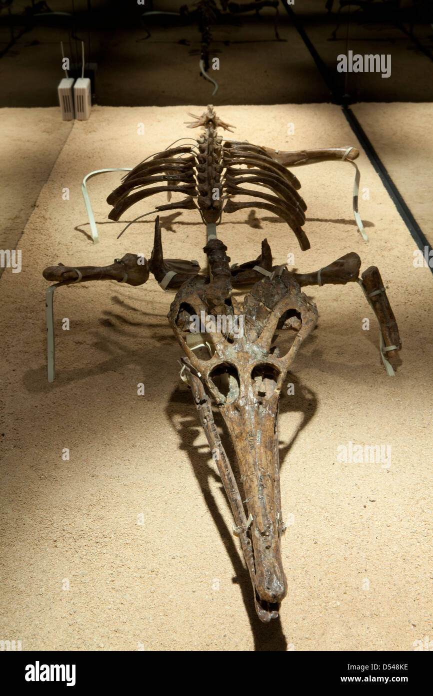 Scheletro di Tchoiria - Choristodera, esposizione di dinosauri dal deserto dei Gobi in Mongolia. Cosmocaixa Museum, Barcelona, Spagna Foto Stock