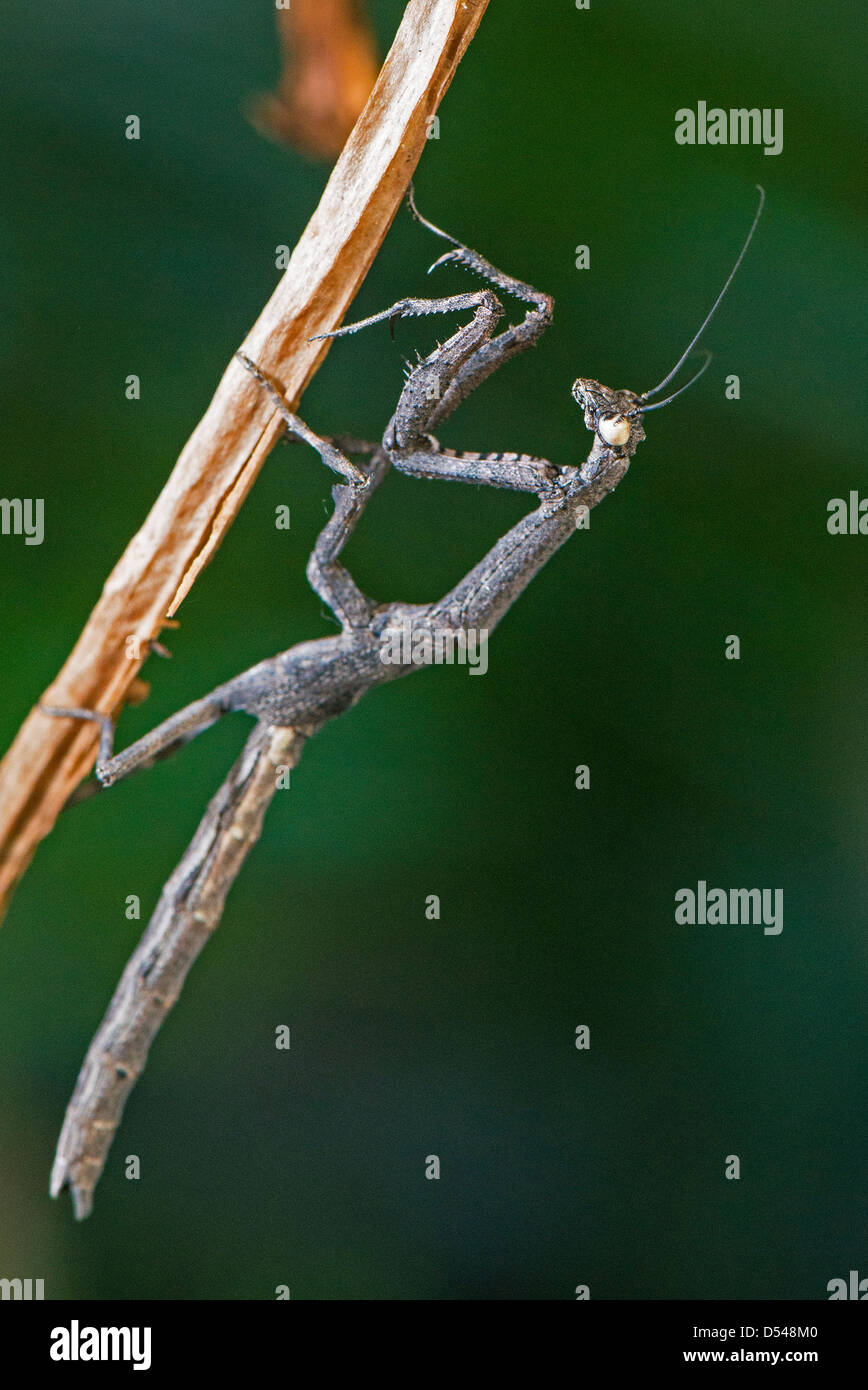 Un africano ramoscello mantis visualizzando la sua forma di mimetizzazione Foto Stock