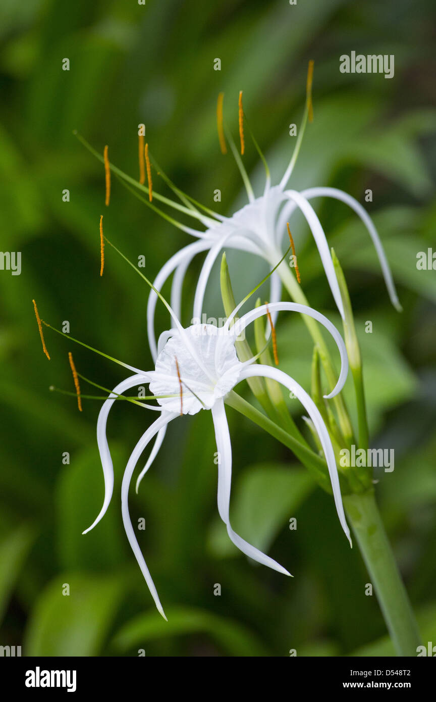 Amaryllidaceae Spider Lily, Malaysia Foto Stock