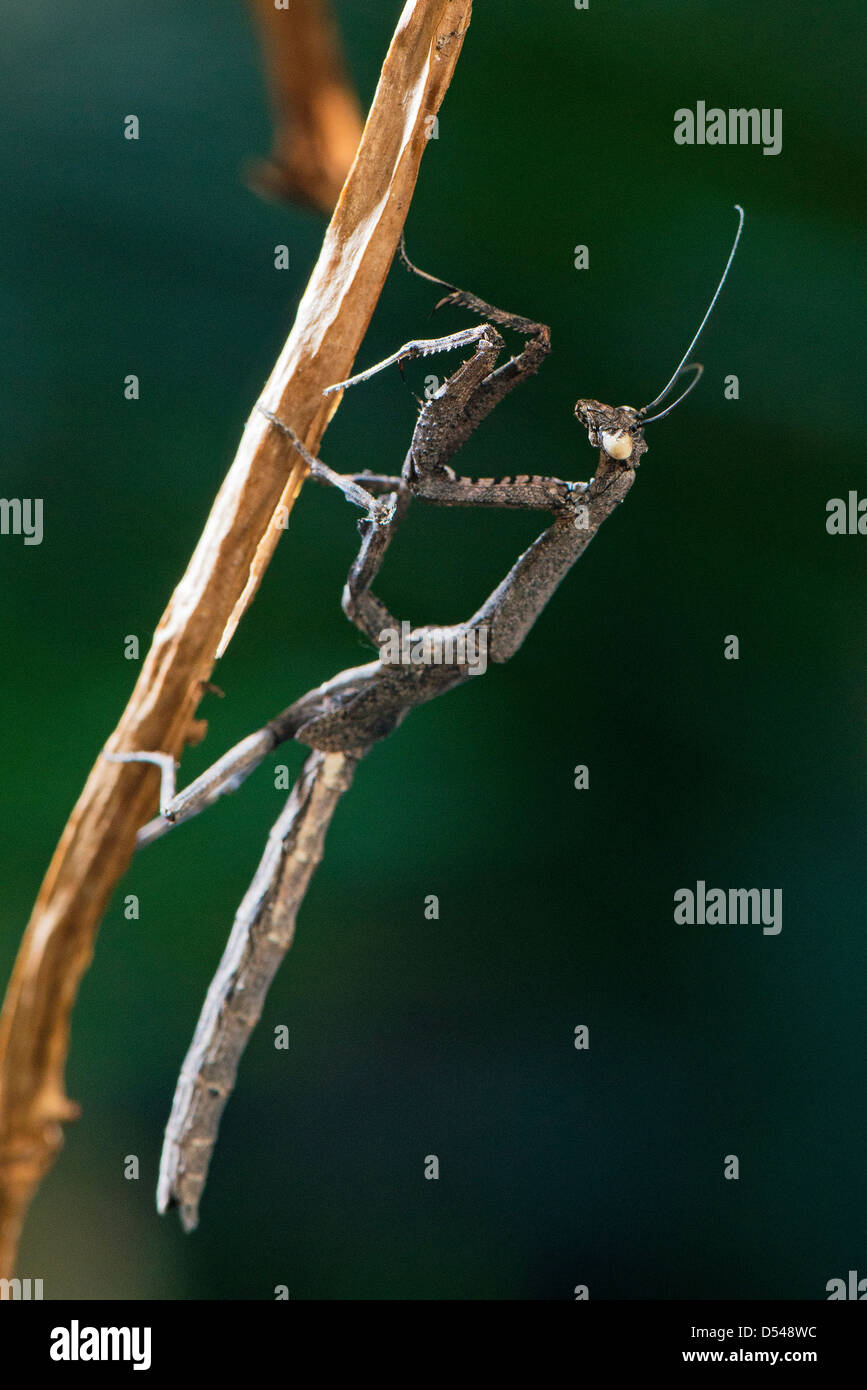 Un africano ramoscello mantis visualizzando la sua forma di mimetizzazione Foto Stock