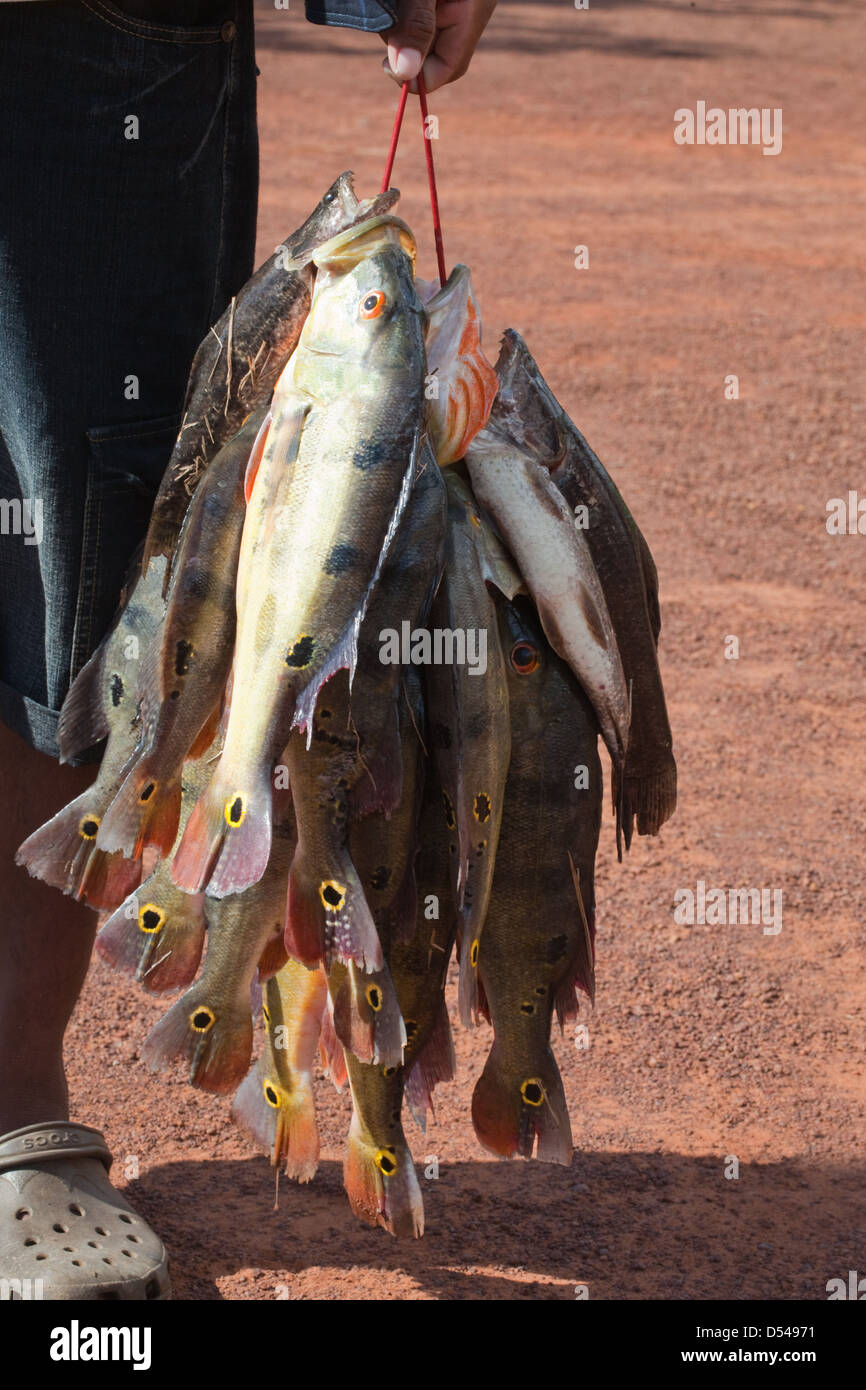 Pavone basso o Lukanani pesce (Cichla ocellaris). Catturati sulla linea, di essere preparate per il consumo umano. Karanambu. La Guyana. Sud America. Foto Stock