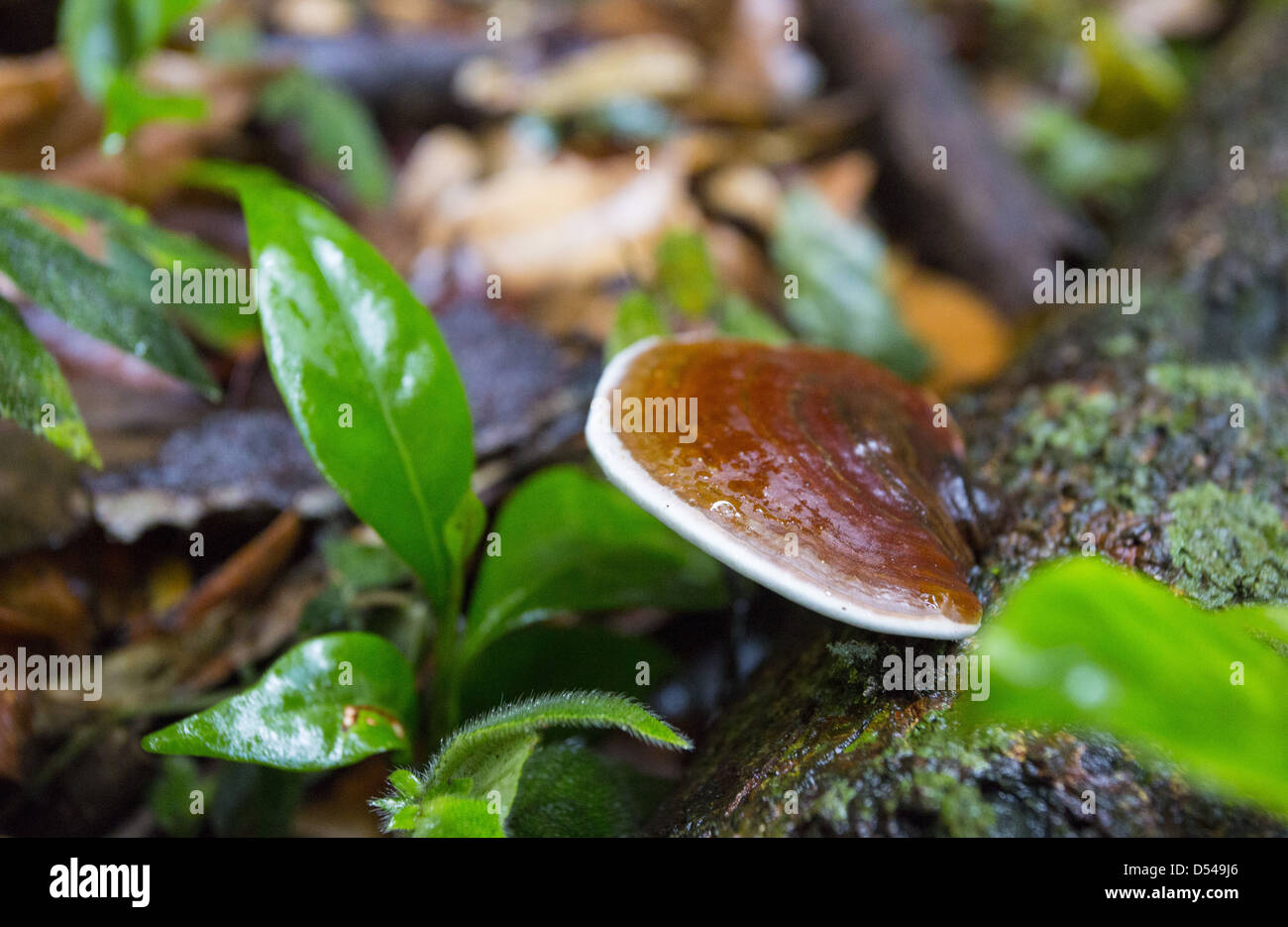 Staffa funghi che crescono su un albero caduto tronco, Fraser, Hill, Malaysia Foto Stock