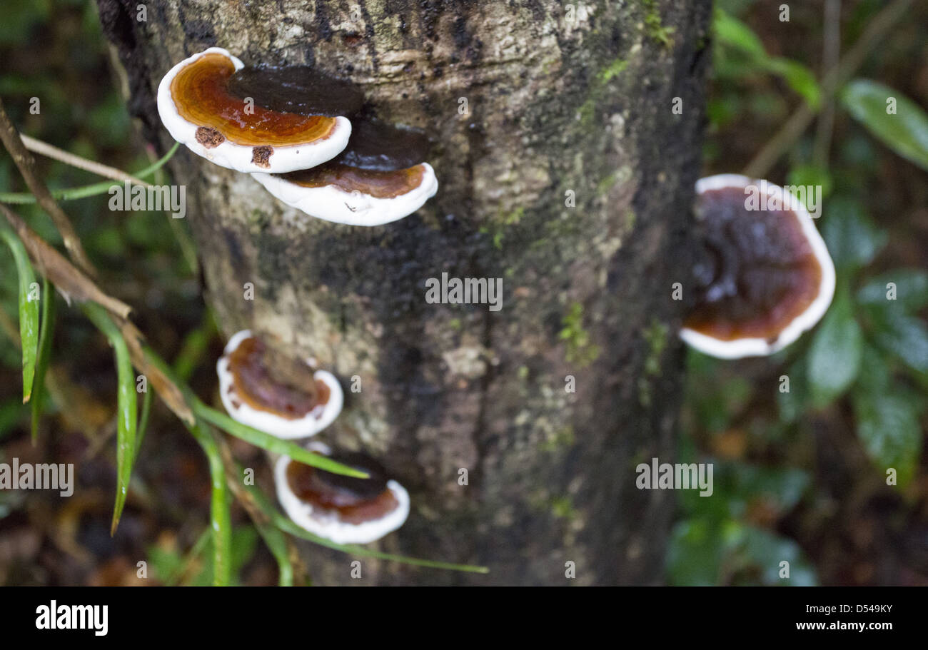 Staffa funghi che crescono su un tronco di albero, Fraser, Hill, Malaysia Foto Stock
