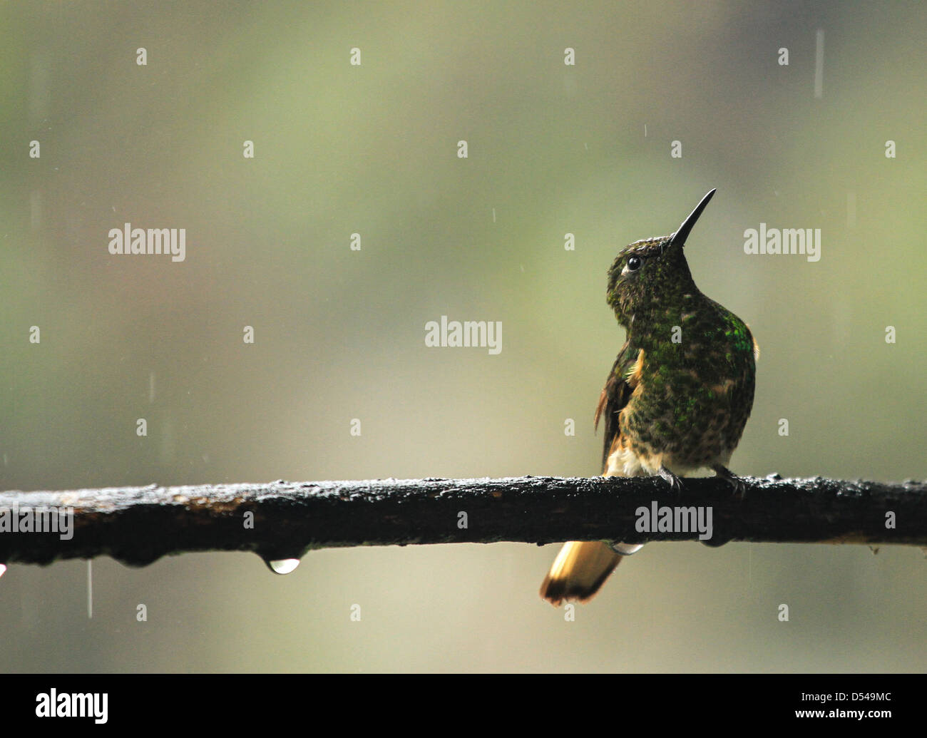 Un piccolo uccello ronzio si siede tra le gocce di pioggia pesante in uno dei cloud foreste della Colombia Foto Stock