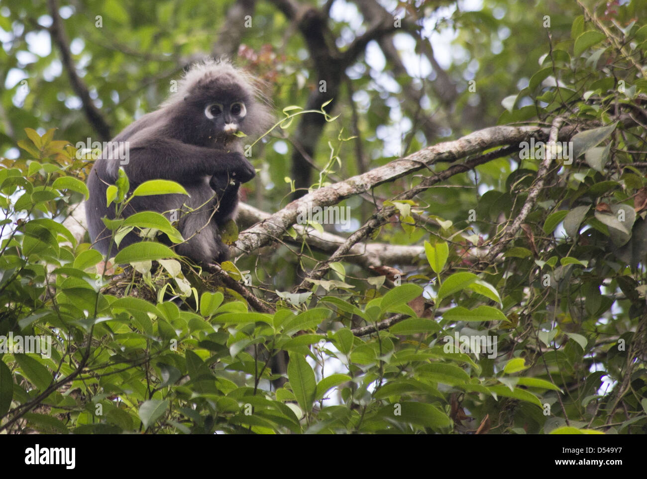 Dusky Langur (Trachypithecus obscurus) alimentare in una struttura ad albero nella foresta pluviale, Fraser, Hill, Malaysia Foto Stock