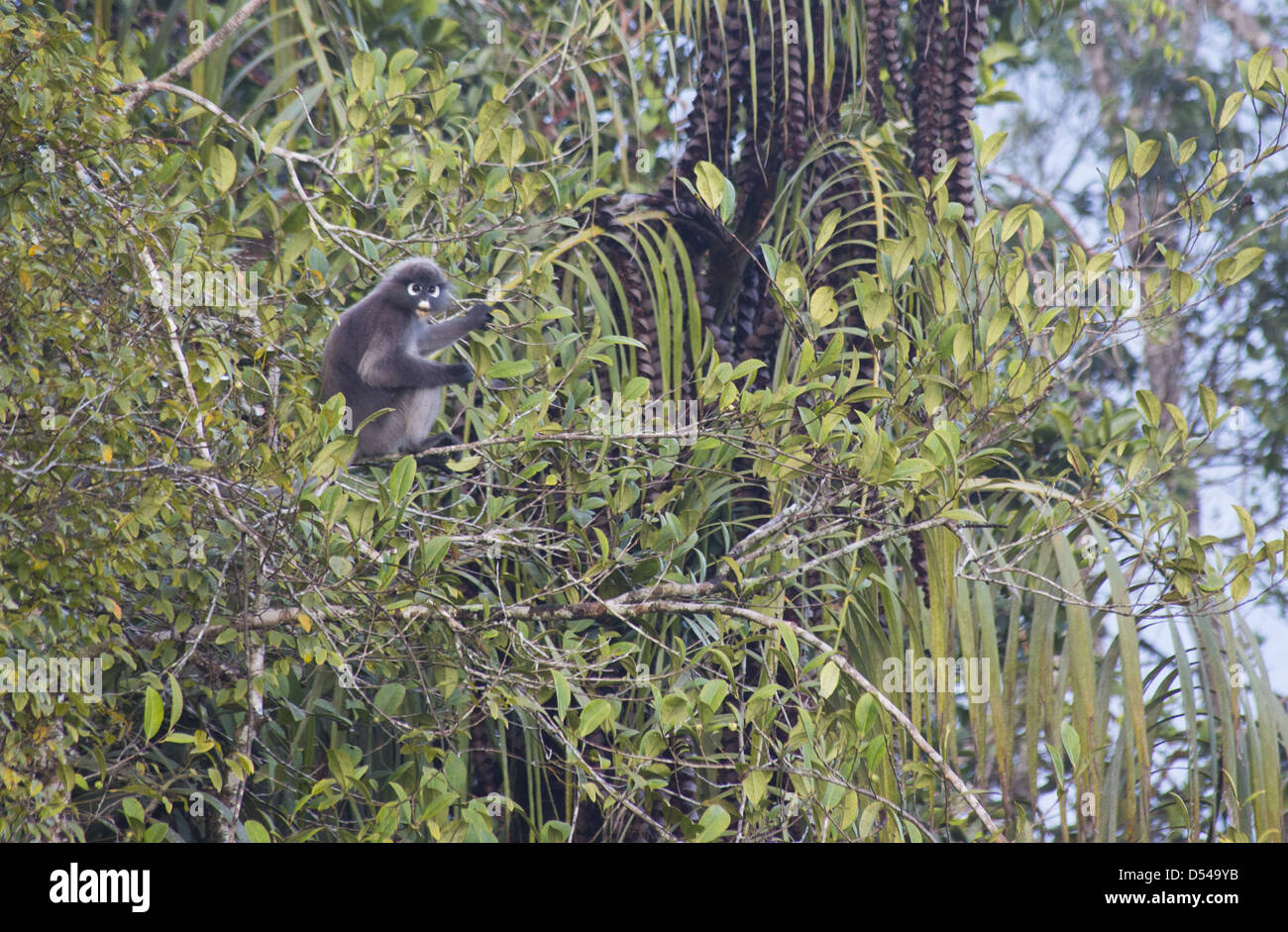 Dusky Langur (Trachypithecus obscurus) alimentare in una struttura ad albero nella foresta pluviale, Fraser, Hill, Malaysia Foto Stock