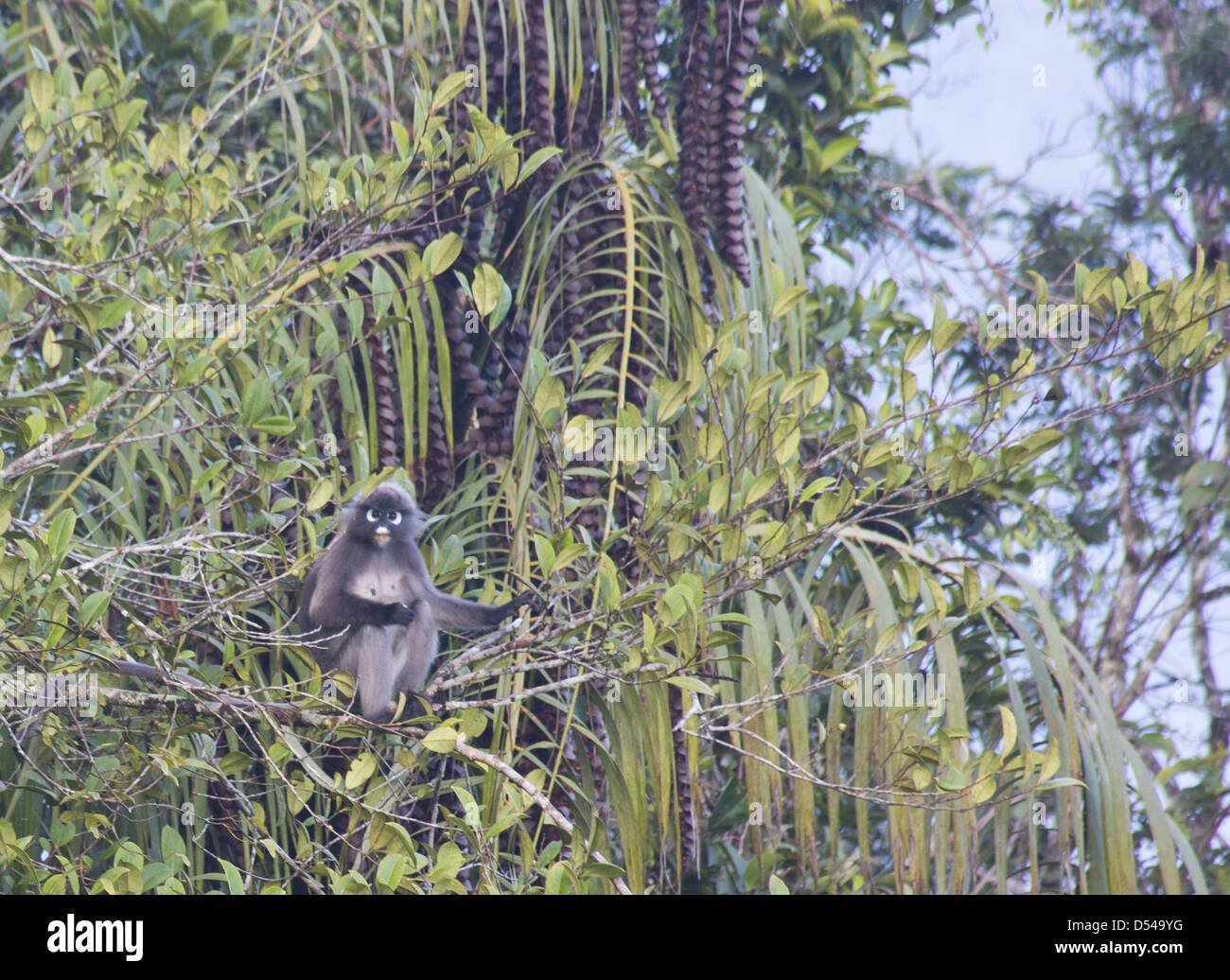 Dusky Langur (Trachypithecus obscurus) alimentare in una struttura ad albero nella foresta pluviale, Fraser, Hill, Malaysia Foto Stock