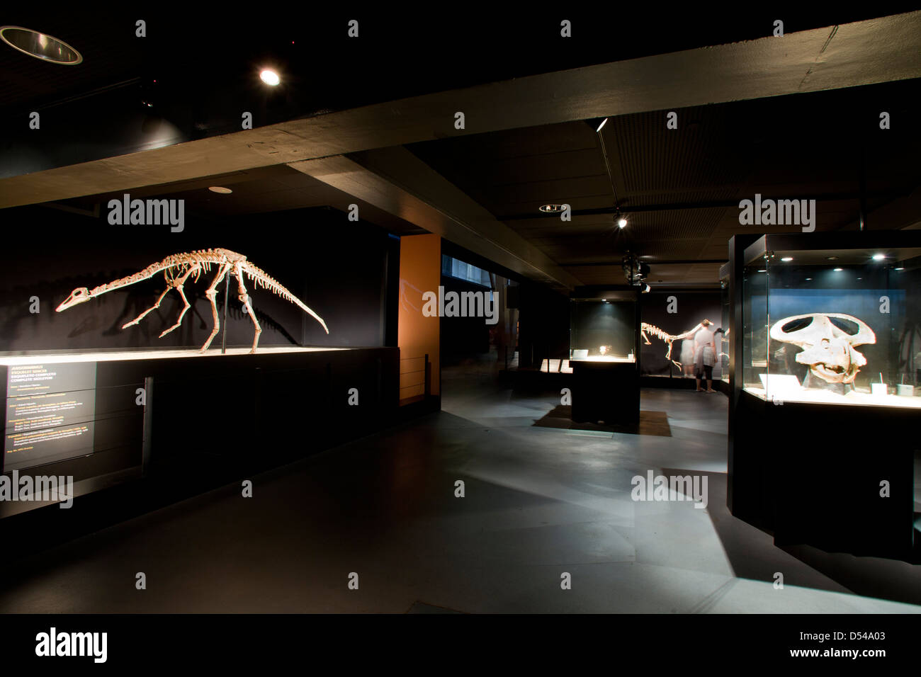 Esposizione di dinosauri dal deserto dei Gobi in Mongolia. Cosmocaixa Museum, Barcelona, Spagna Foto Stock