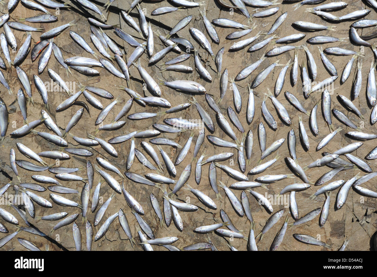Pesce di essiccazione o di fiume Mekong Foto Stock