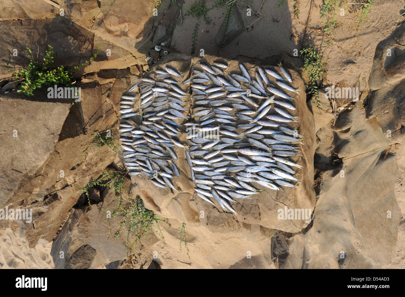 Pesce di essiccazione o di fiume Mekong Foto Stock