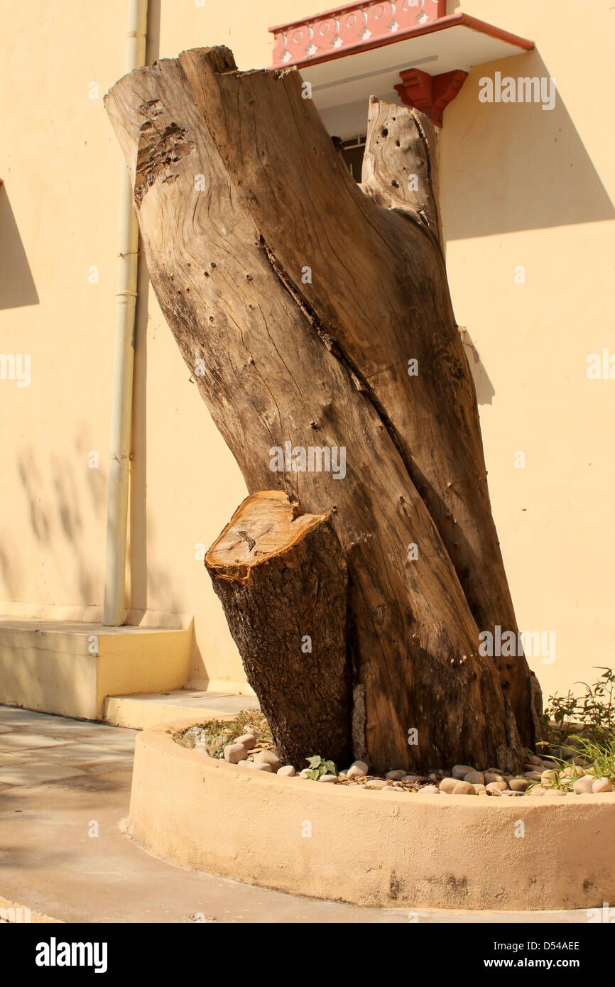 Tagliare ceppo di albero Foto Stock Tagliare ceppo di albero Foto Stock