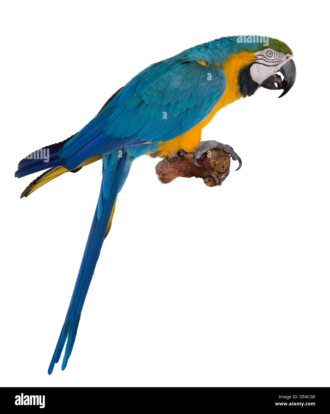 Blue Macaw Parrot su sfondo bianco Foto Stock