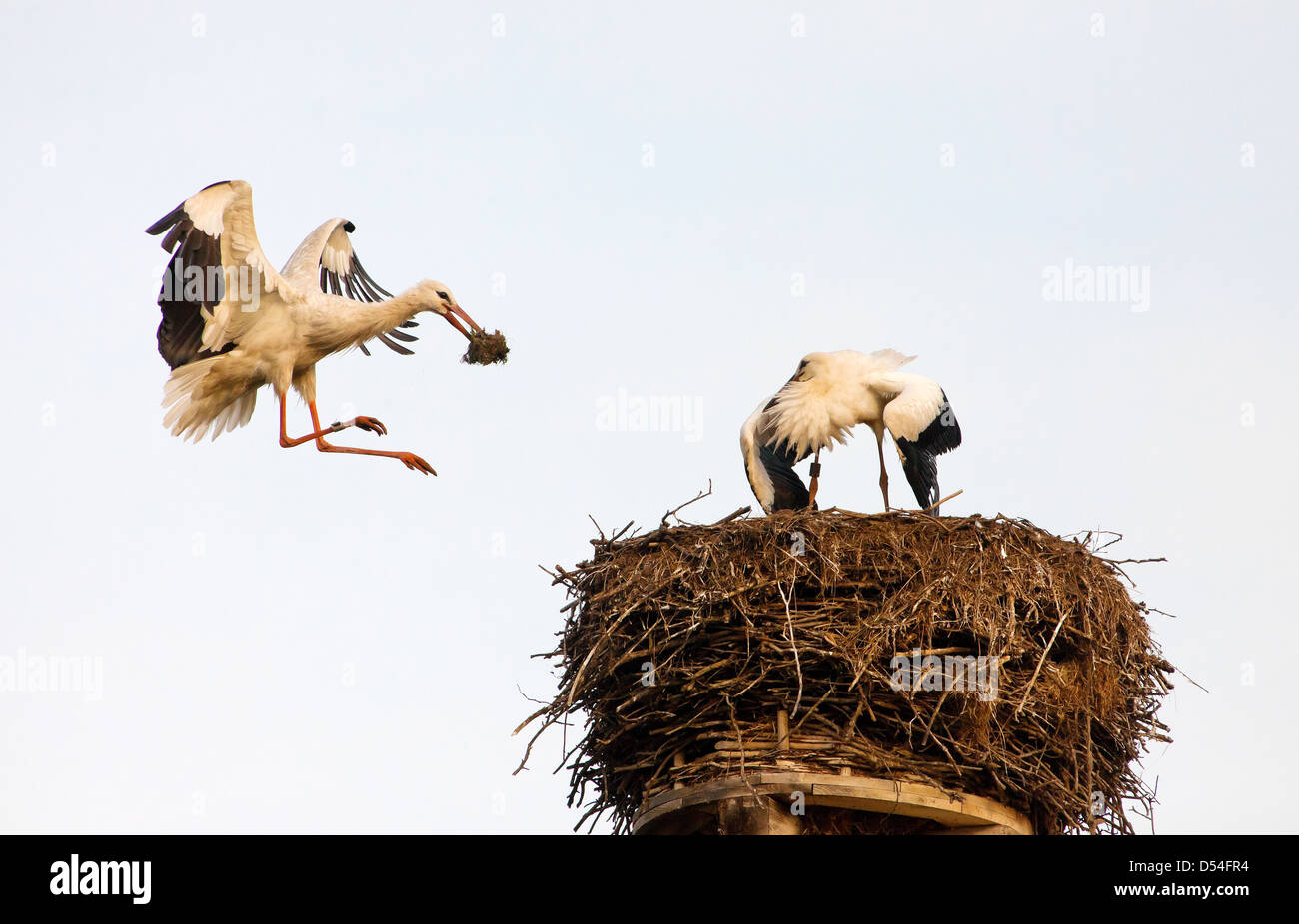 Rühstädt, Germania, Stork battenti con materiale di nidificazione per il suo nido Foto Stock