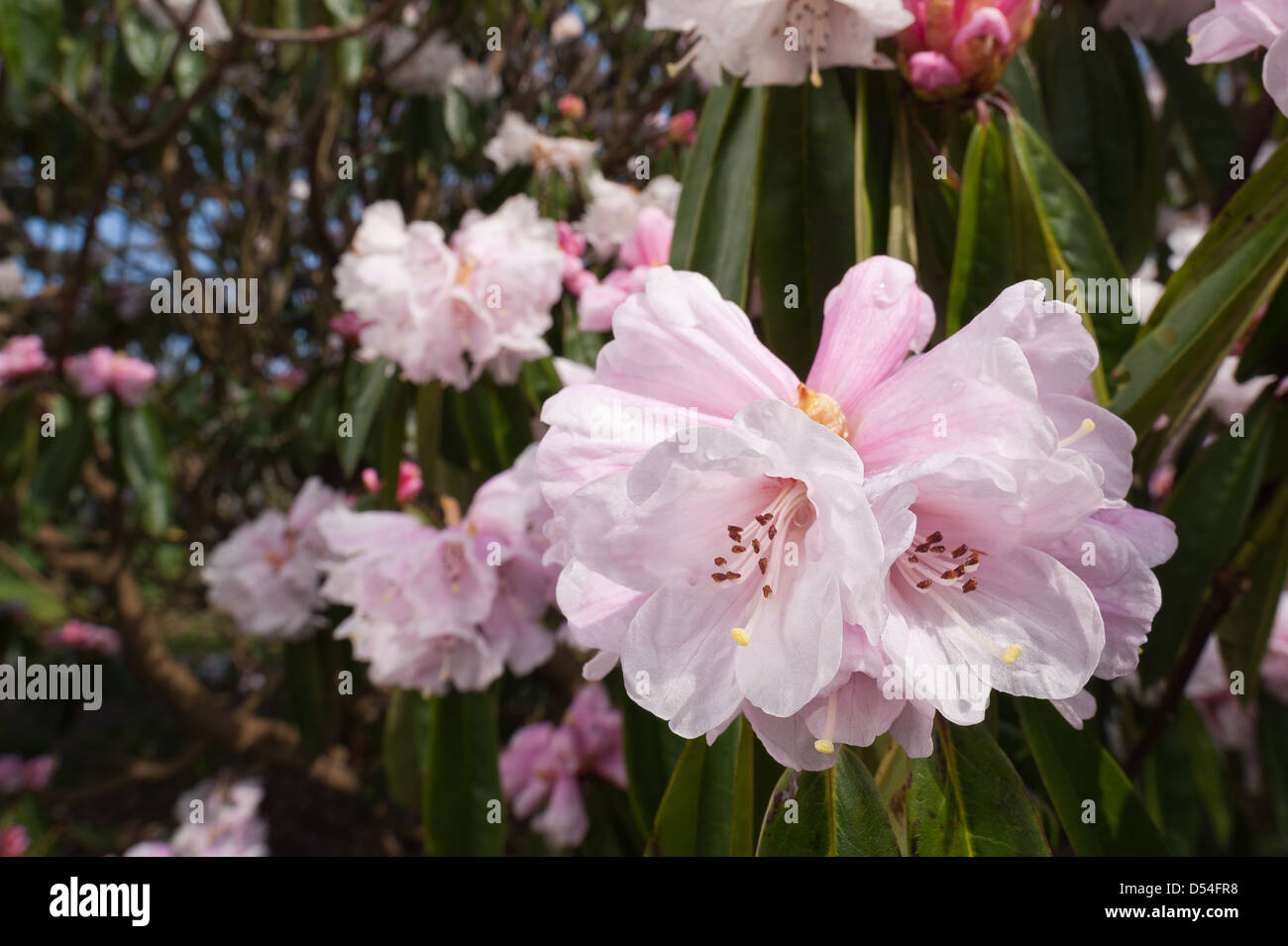 Masse abbondanti di delicati grande fiore rosa pallido e bianco fiori di rododendro Foto Stock