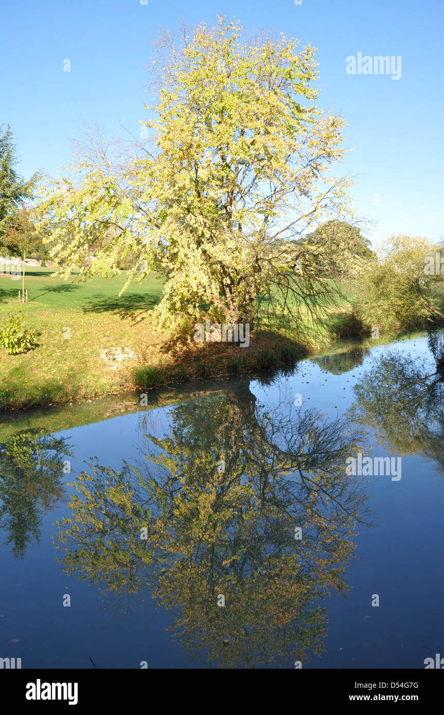 Tree riflessa nel lago in Batsford Arboretum Batsford Park Gloucestershire Foto Stock