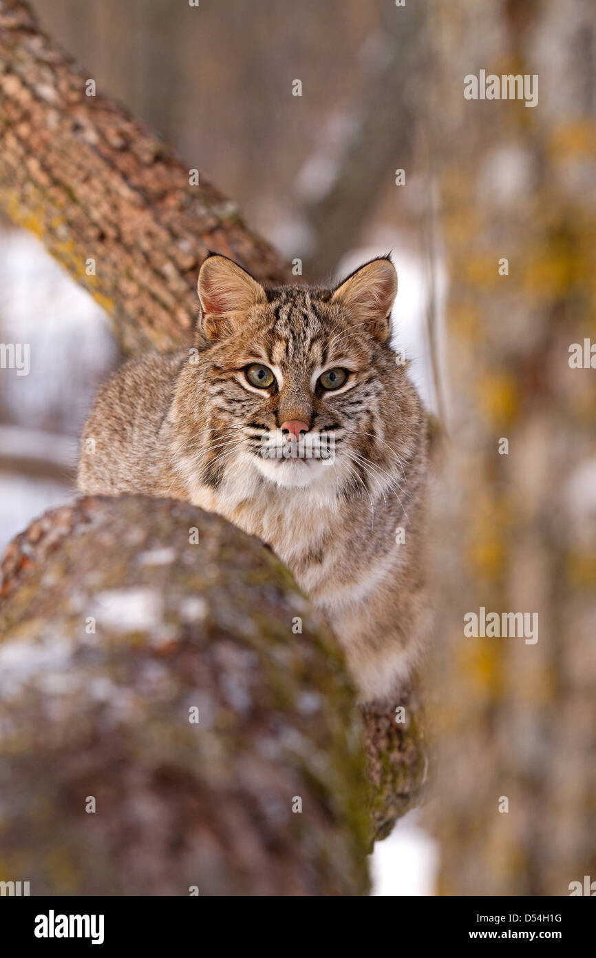 Bobcat, Lynx rufus sale su un albero Foto Stock