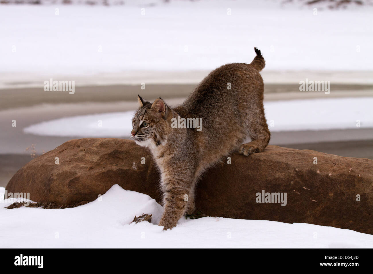 Bobcat, Lynx rufus off arrampicata su una roccia Foto Stock