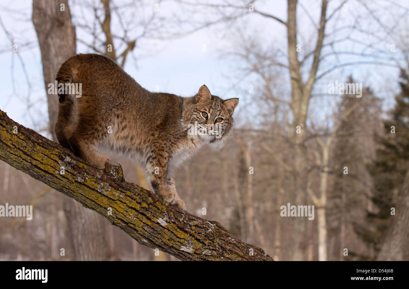 Bobcat, Lynx rufus sale su un albero Foto Stock