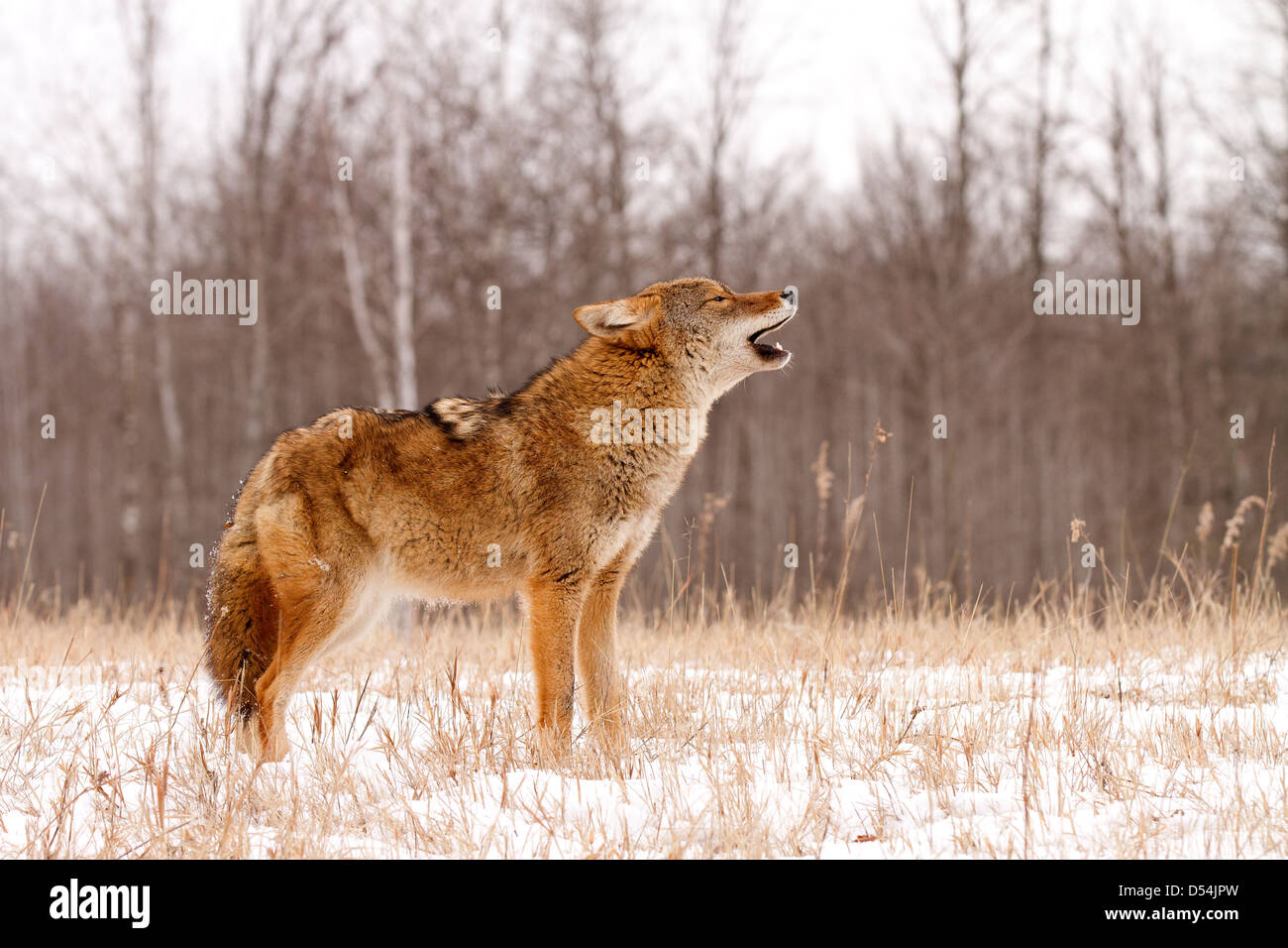 Coyote, Canis latrans ululati nella neve Foto Stock
