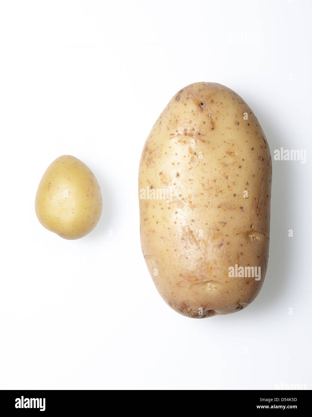 Ancora la vita della piccola vs patate grandi Foto Stock