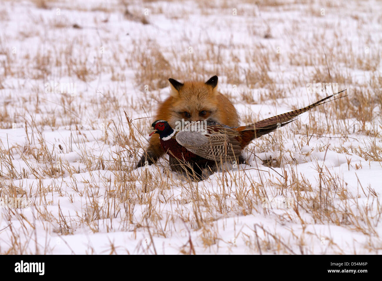 Red Fox, Vulpes vulpes caccia fagiano Foto Stock