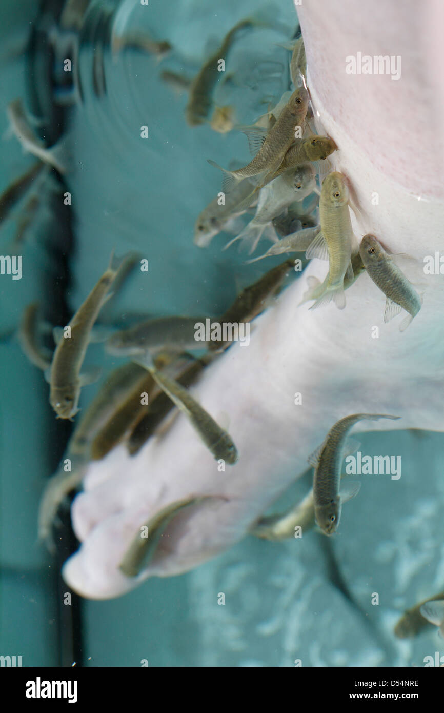 Una ragazza si immerge i suoi piedi in una vasca con Garra Rufa pesce come parte del trattamento estetico complementare alla pedicure Foto Stock