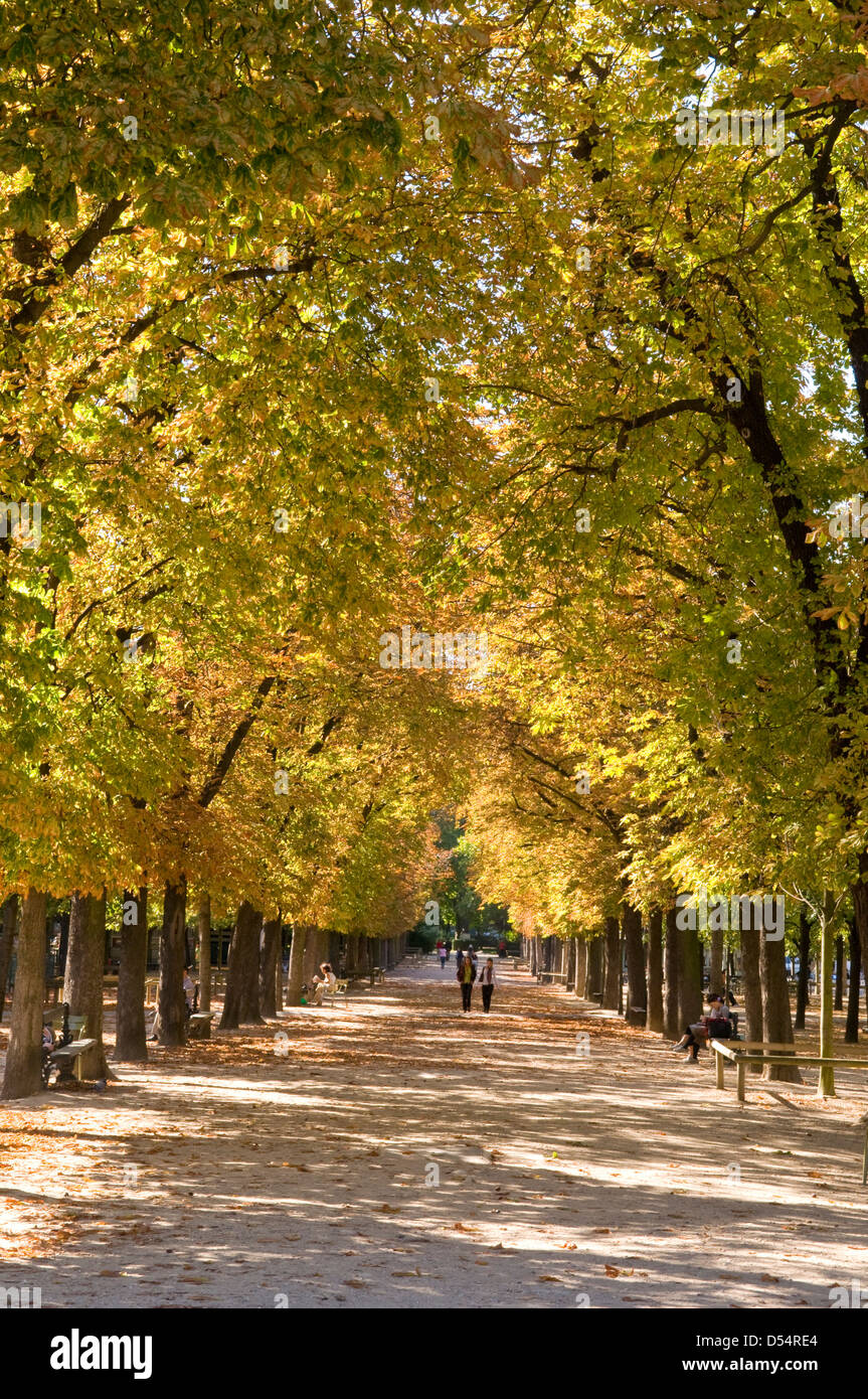 Viale autunnale nel Jardin du Luxembourg, Parigi, Francia Foto Stock