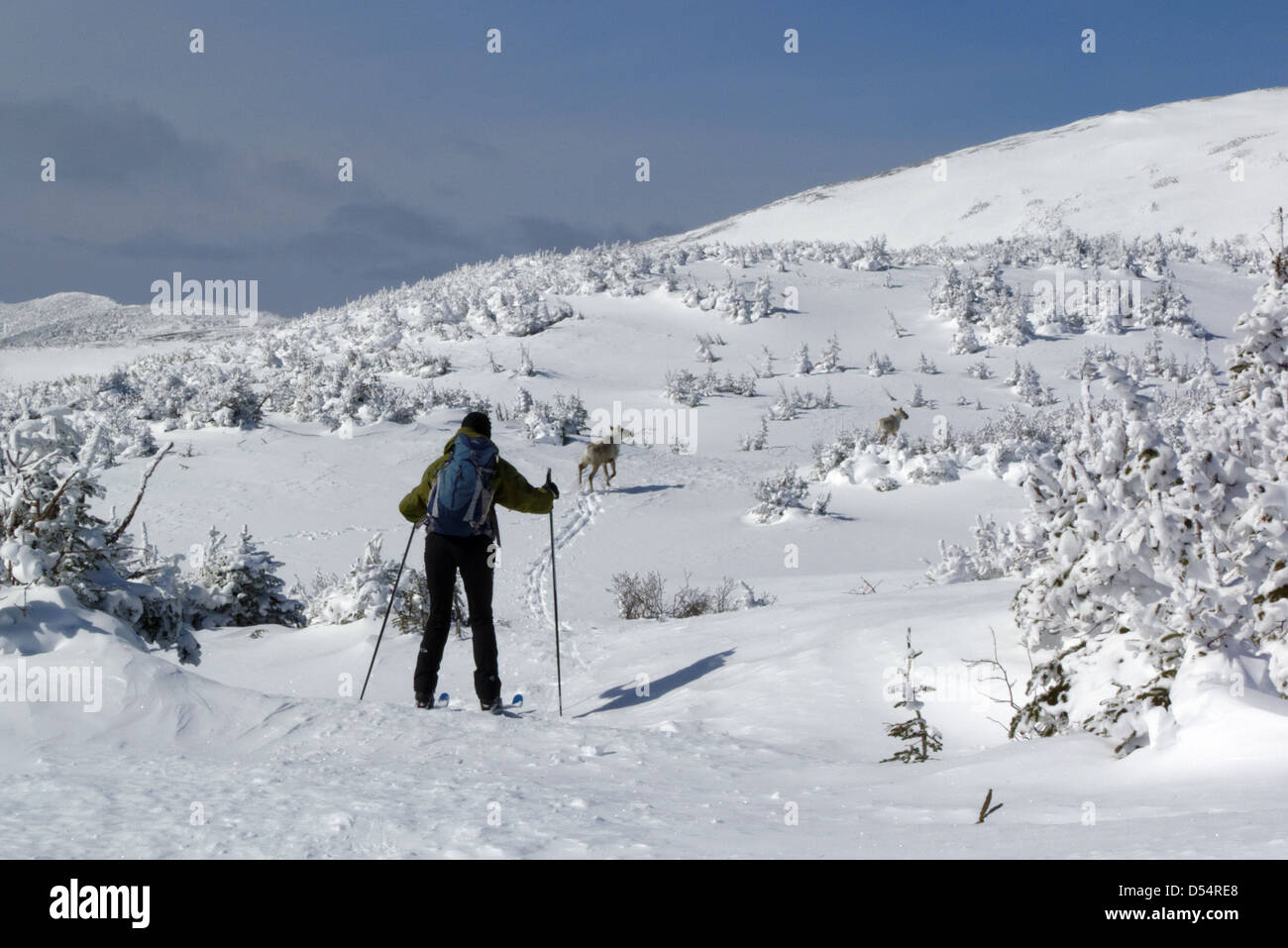 Una signora paese indietro sciatore e due Atlantic Gaspesie Caribou Coffee Company sul Plateau McGerrigle nello chic Choc montagne,Québec Canada Foto Stock