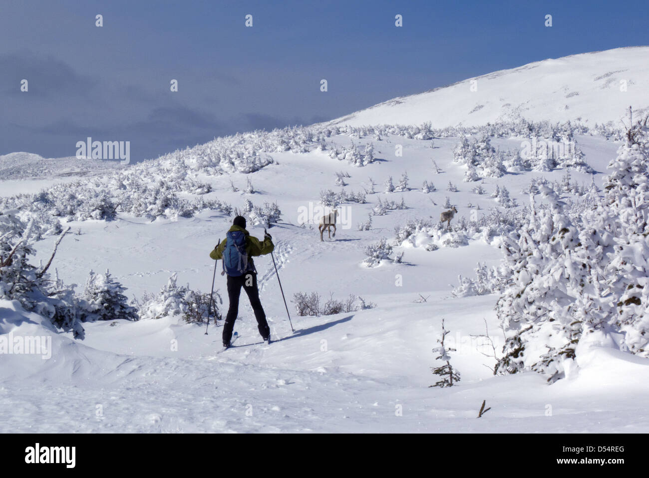 Una signora paese indietro sciatore e due Atlantic Gaspesie Caribou Coffee Company sul Plateau McGerrigle nello chic Choc montagne,Québec Canada Foto Stock