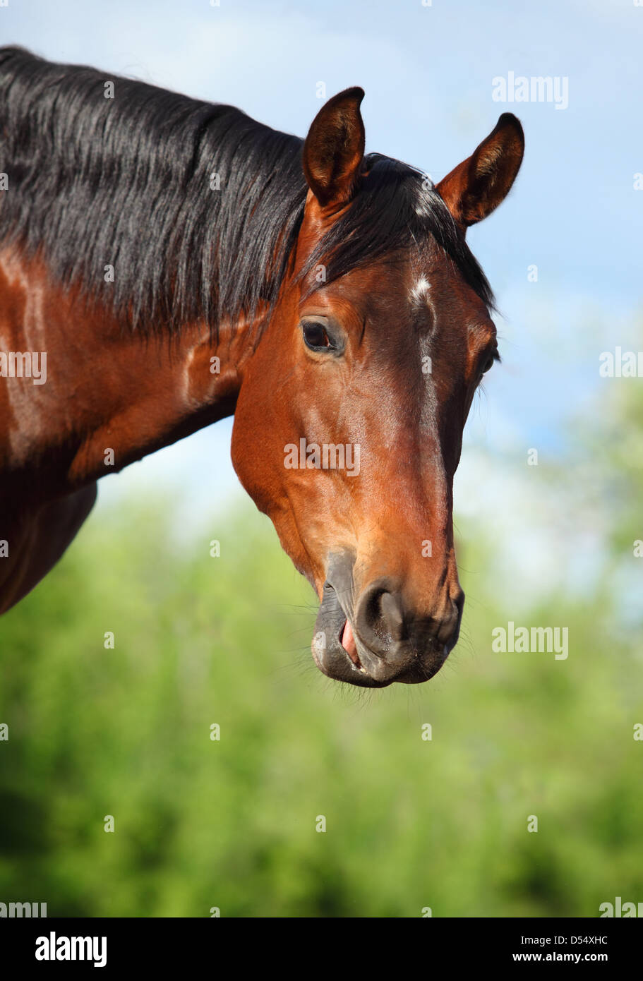 Il potente lo sguardo fisso di un stallone purosangue. Foto Stock
