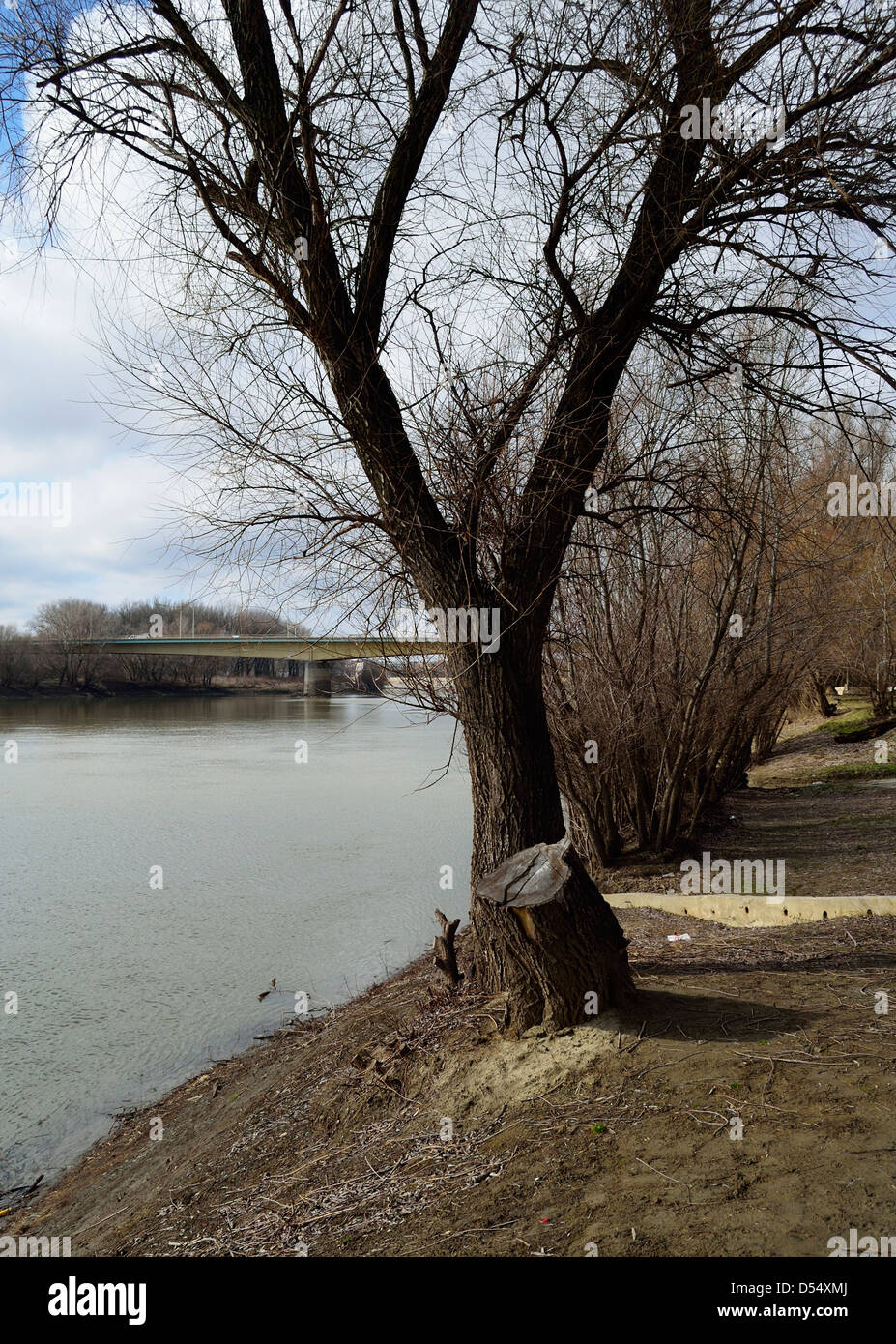 Natura del sonno, alberi sul fiume Tisza Hotel Szeged Ungheria Paesi CEE Foto Stock