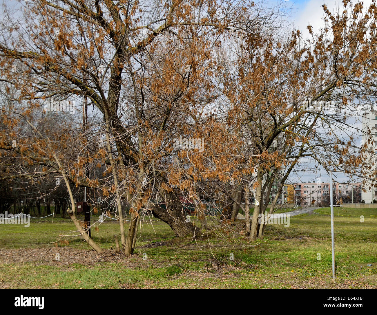 La natura dorme Szeged Ungheria Foto Stock