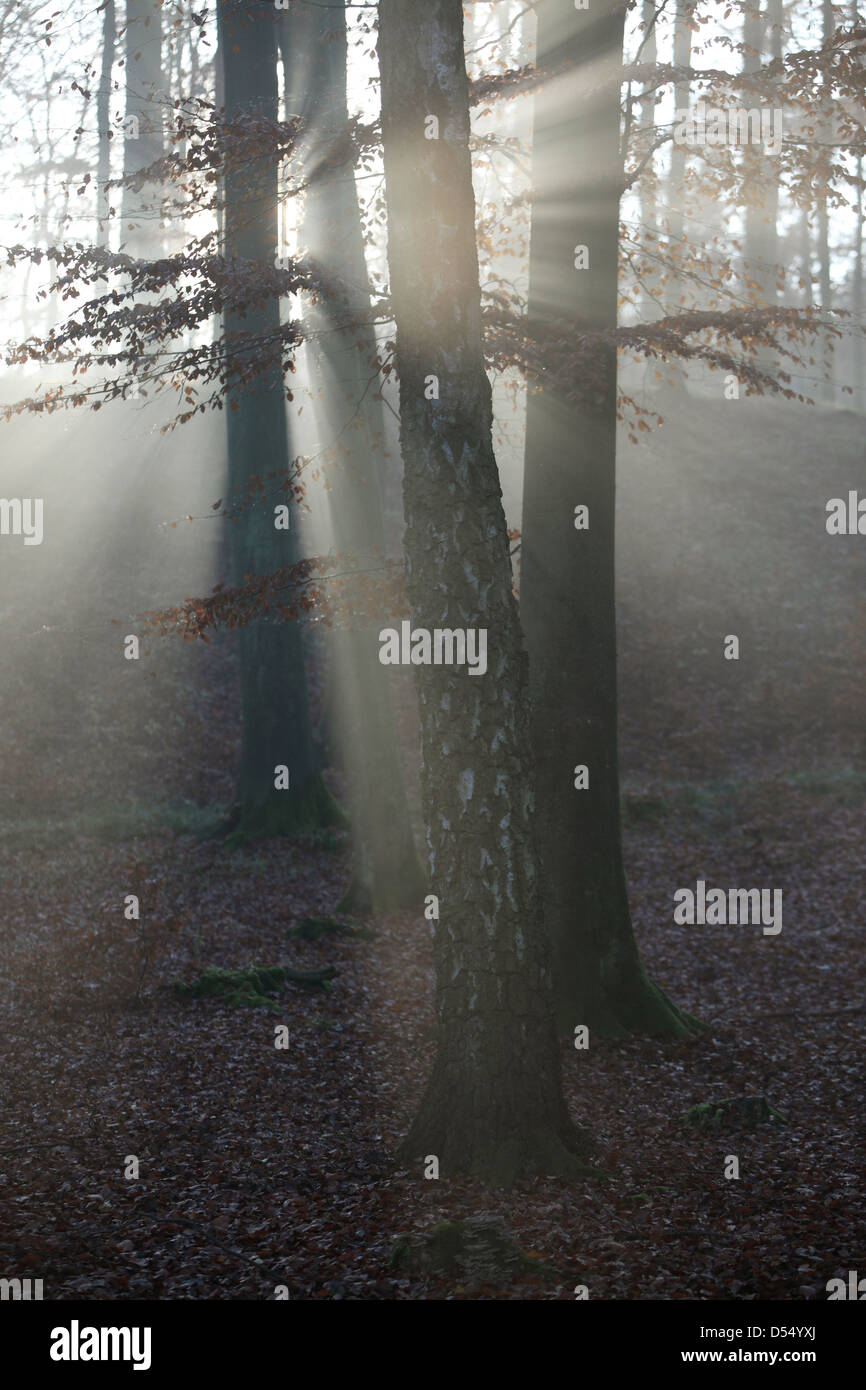 Nuovo Kätwin, Germania, rastrellando la luce nella foresta Foto Stock