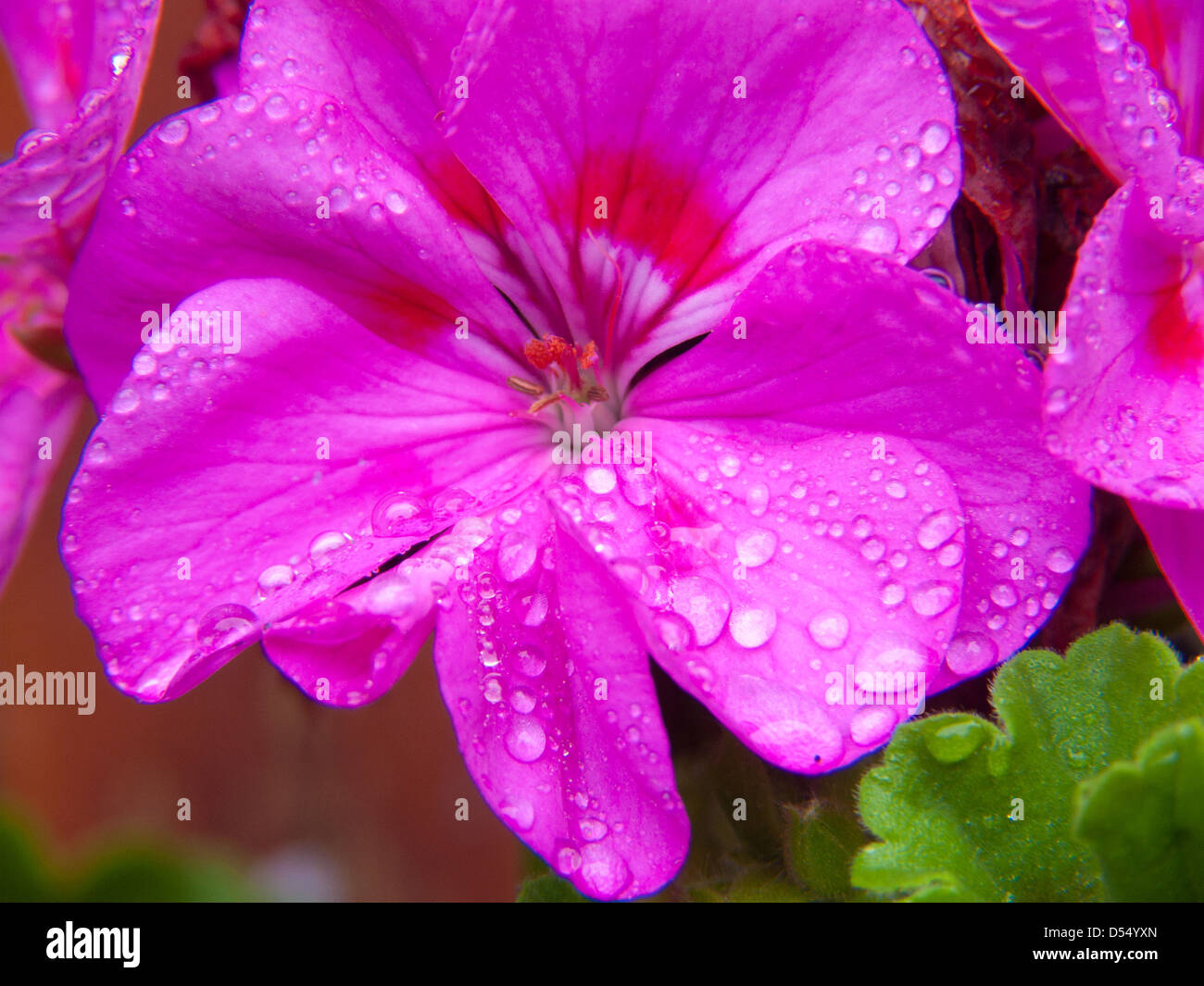Pelagonium,loire ,FRANCIA Foto Stock
