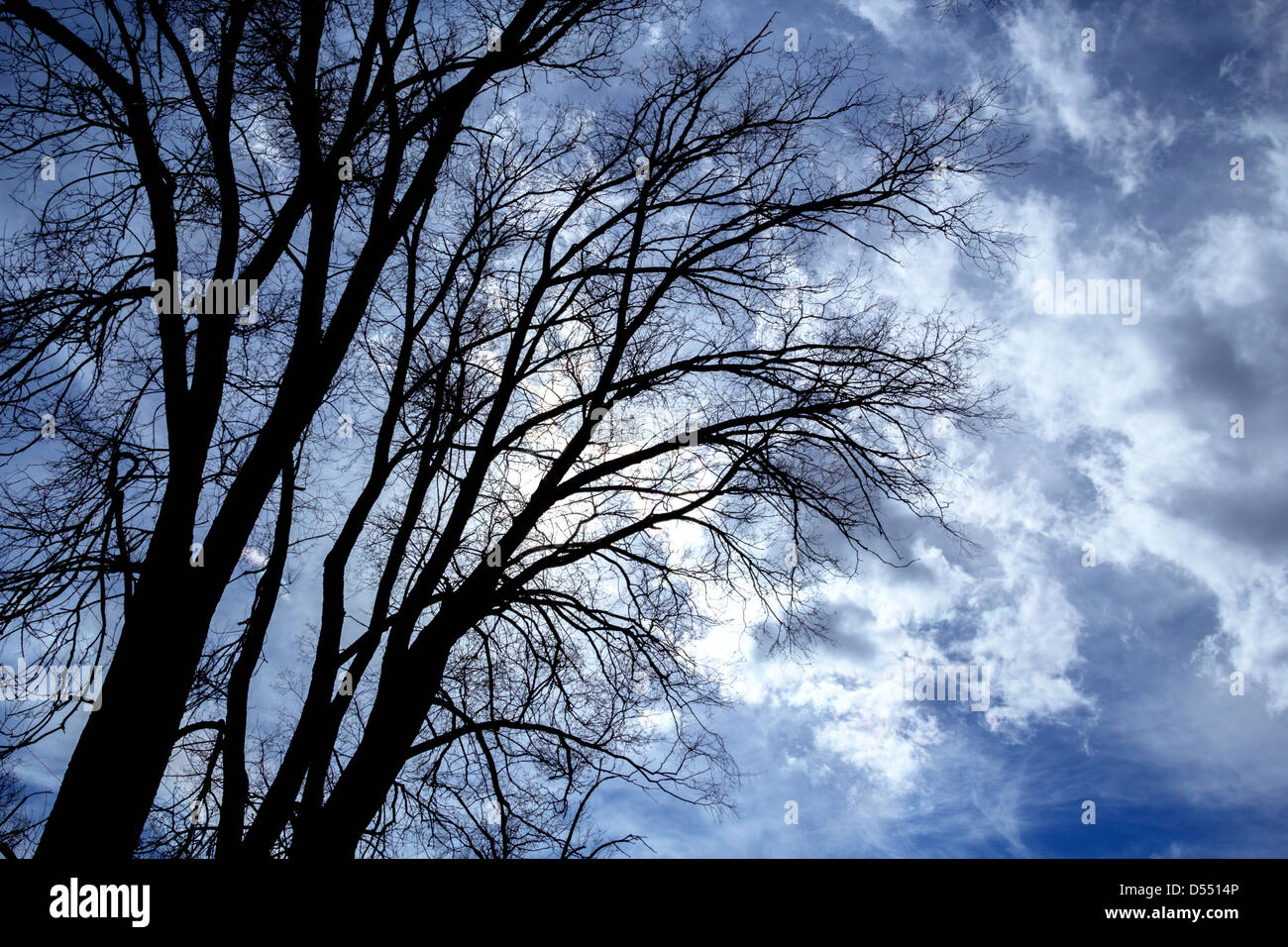 La vista in un albero in inverno nel torbido impressionante sky Foto Stock