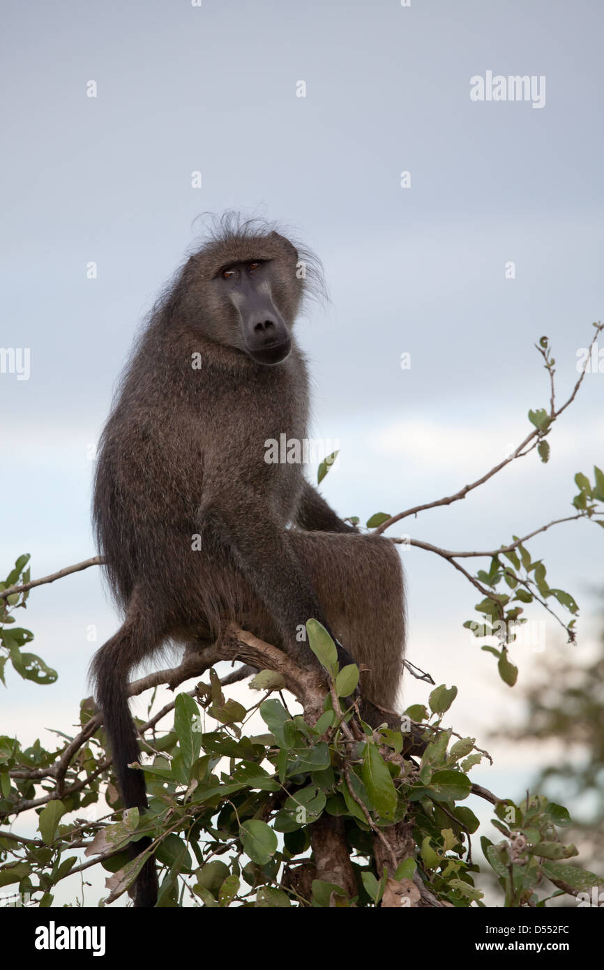 Babbuino oliva sull'albero. Sud Africa, Kruger National Park. Foto Stock