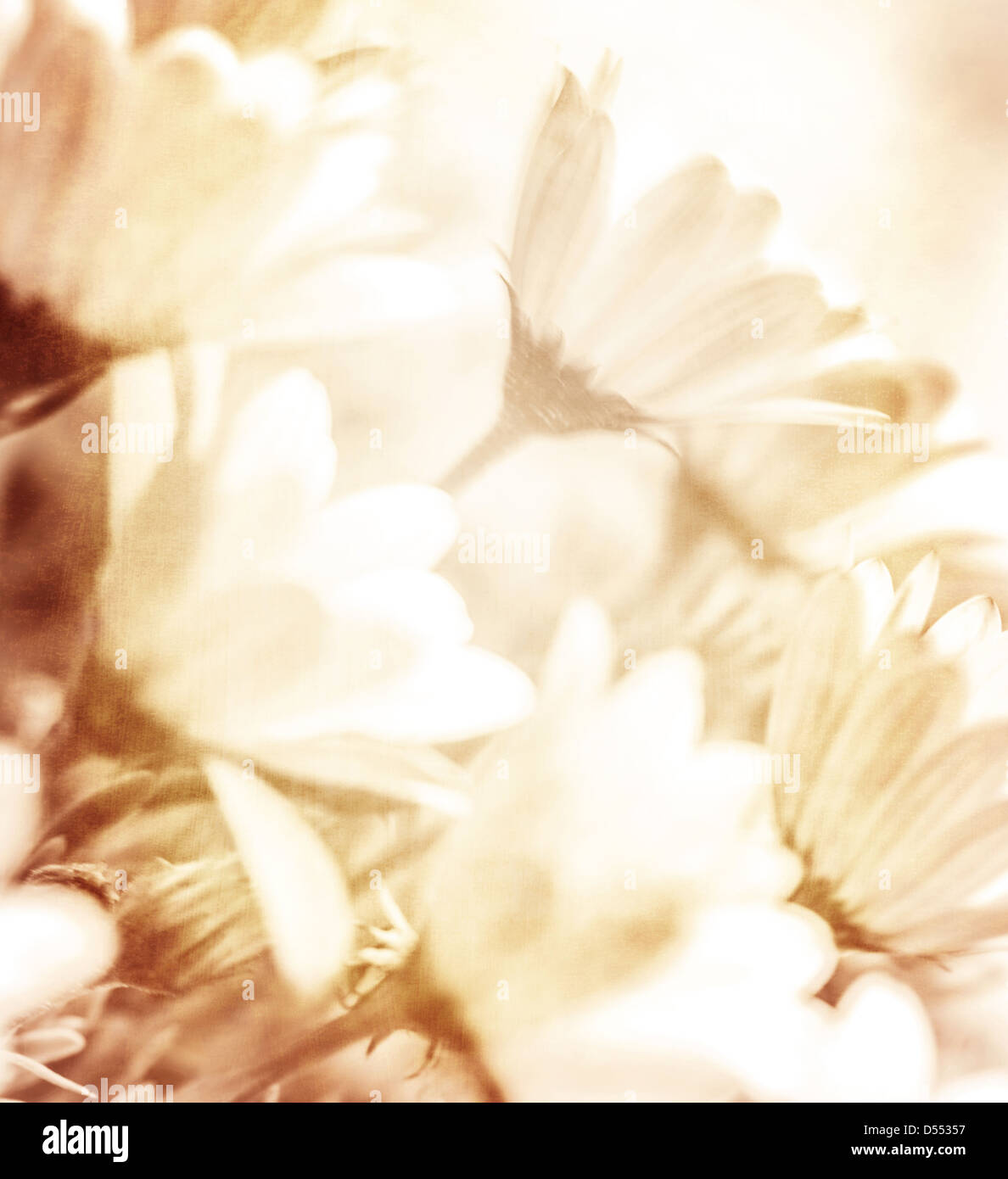 Bella astratta sfondo floreale, gara con fiori di colore beige, primavera fioriscono, giornata soleggiata, vecchie foto grunge Foto Stock