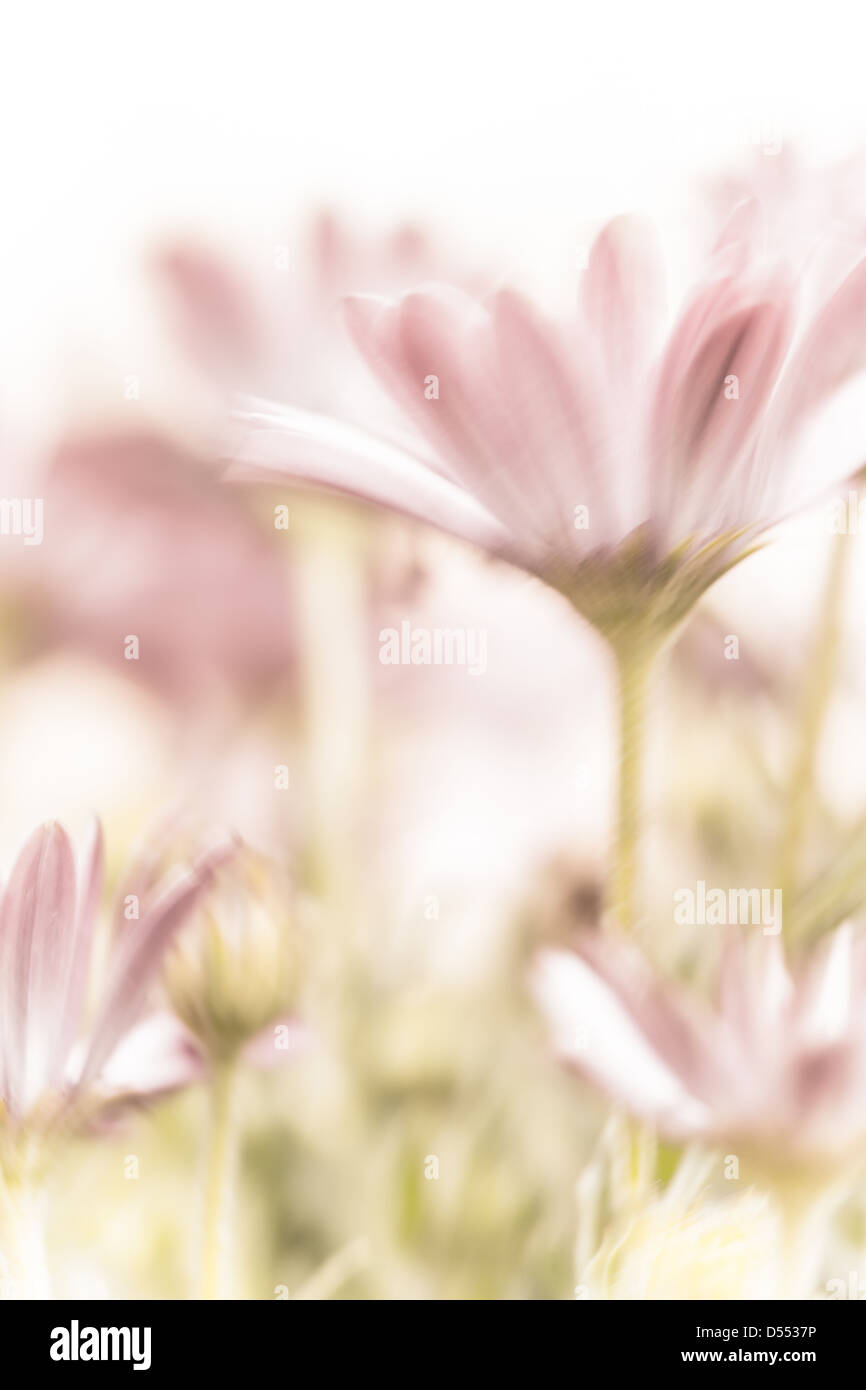 Bella daisy i campi di fiori, dolci fiori di colore rosa, soft focus, calda primavera natura, offerta di fiori selvaggi Foto Stock