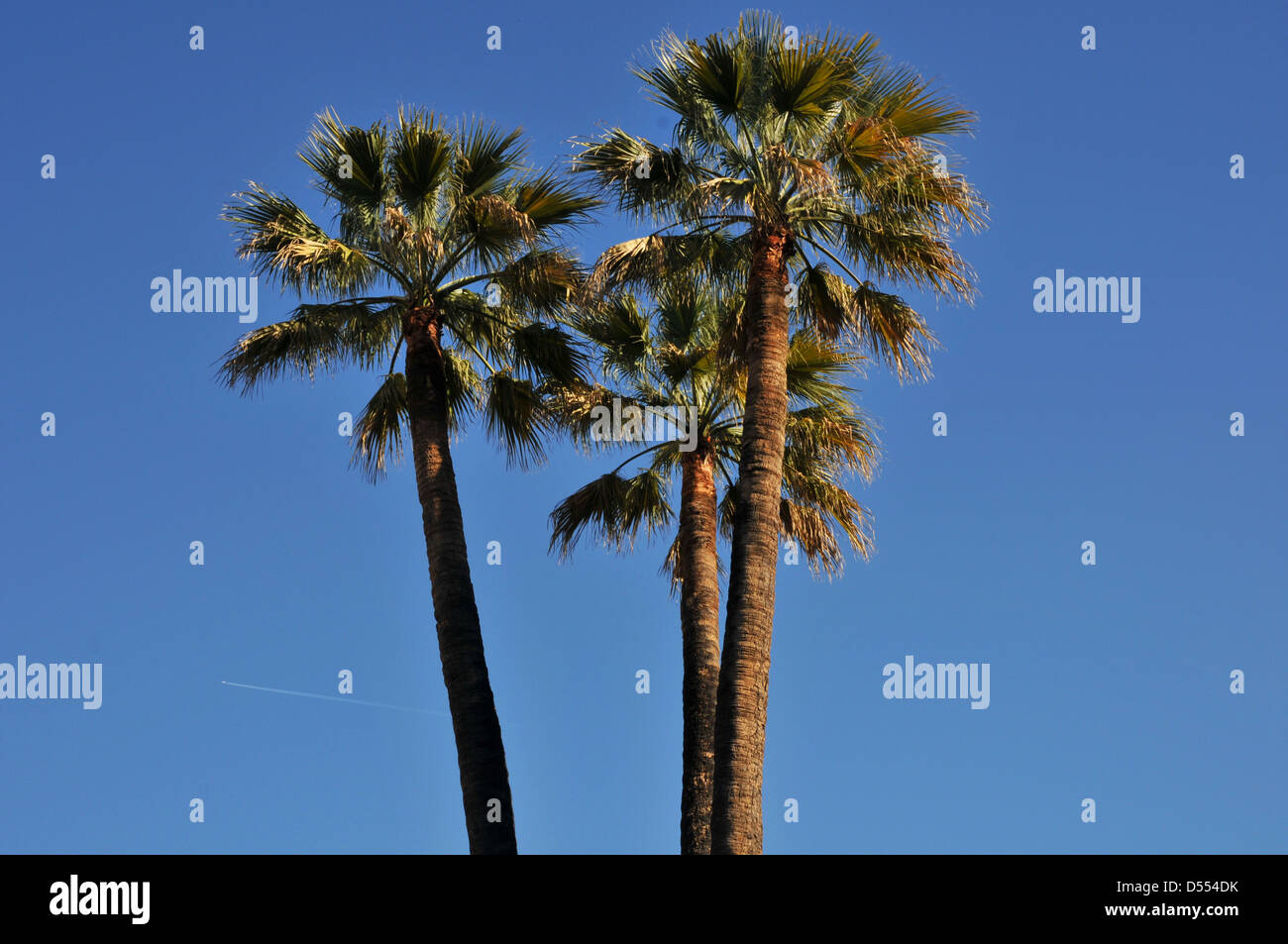 Alberi di Palma contro il cielo blu con vapore sentiero da aereo. Foto Stock