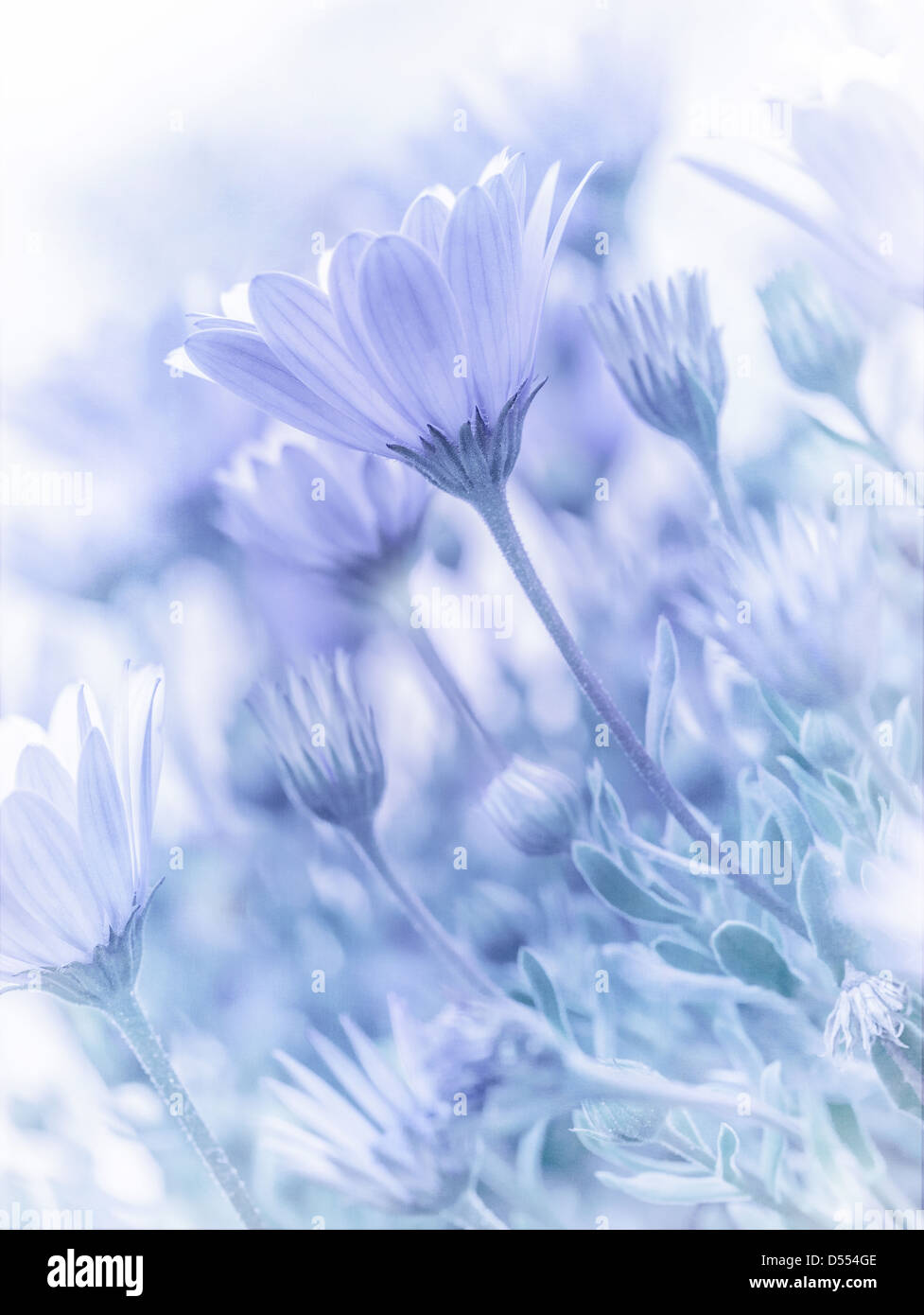 Bella gara fiori a margherita, sfondo naturale, soft focus, blu sfocate immagini pastello, primavera la natura Foto Stock