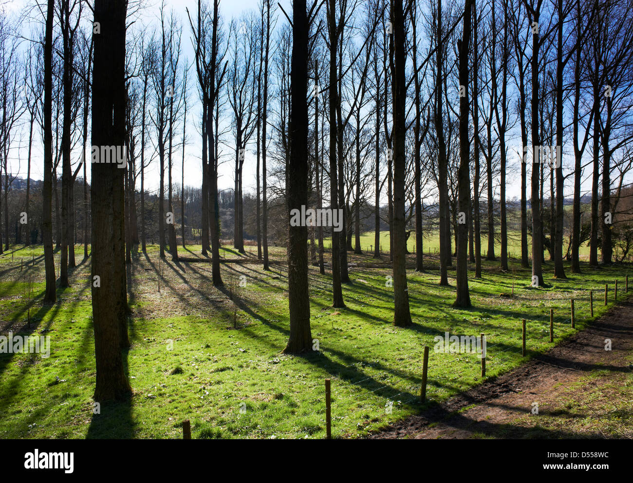 Una scena di bosco con gli alberi stagliano contro un inverno pieno di sole sky creazione di lunghe ombre sul terreno e il percorso. Foto Stock