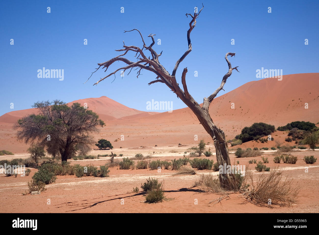 Letto asciutto del fiume e acacia scheletro nel deserto del Namib Foto Stock