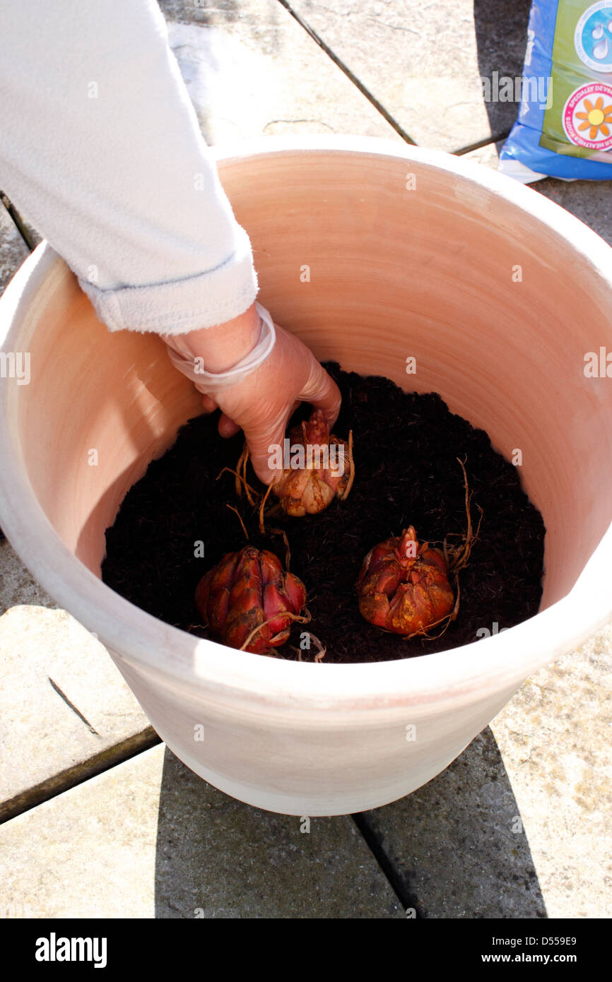 Piantare bulbi di Giglio in un vaso in terracotta. Foto Stock