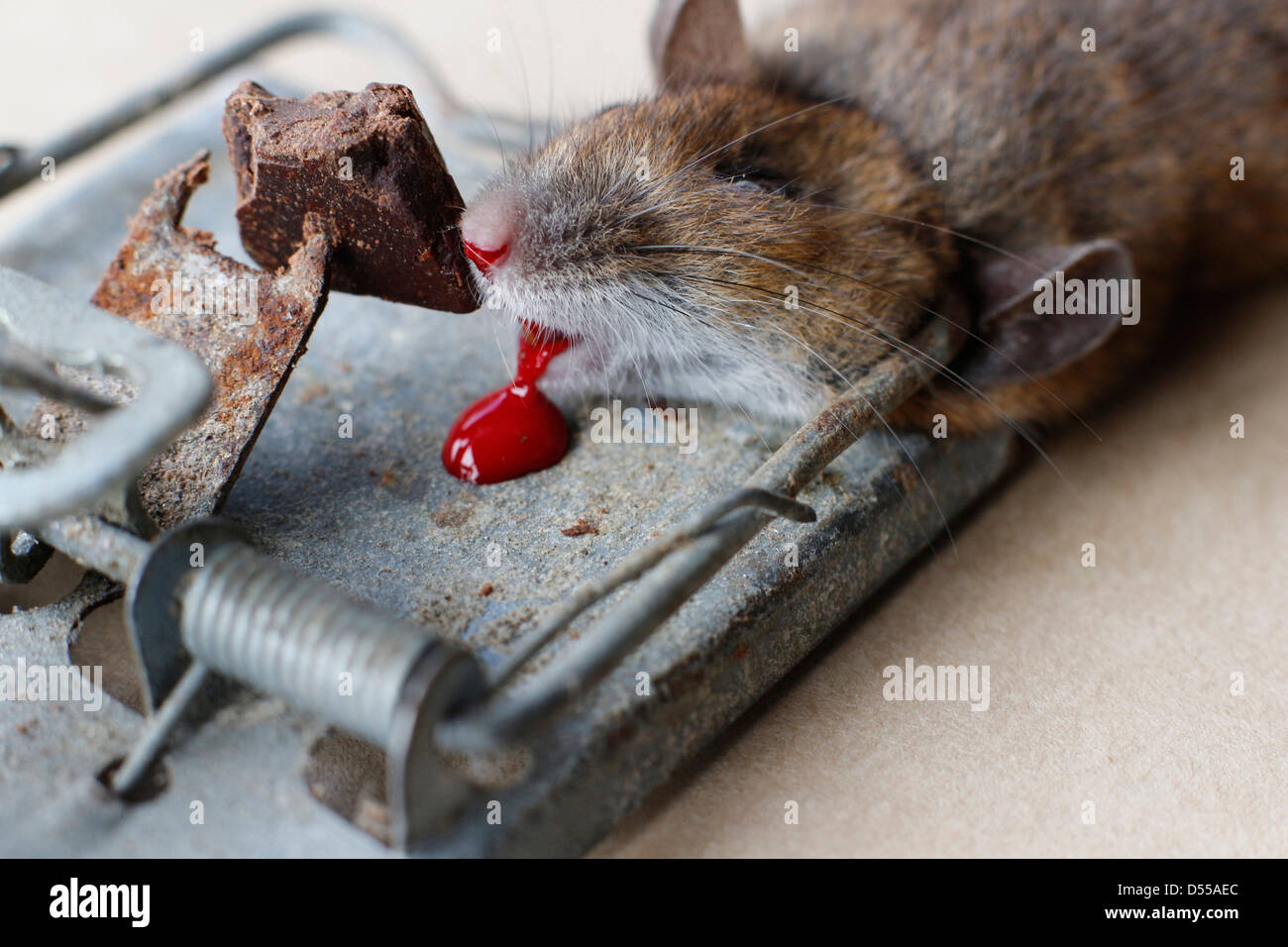 Il topolino intrappolato e ucciso in mousetrap. 131044 Mouse Trap Foto Stock