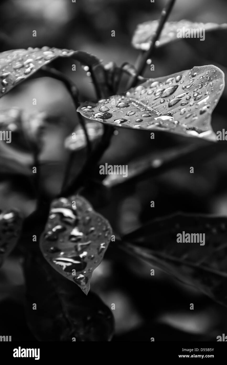 Foglie,caduta di pioggia,foglie,delle gocce di pioggia,in bianco e nero Foto Stock