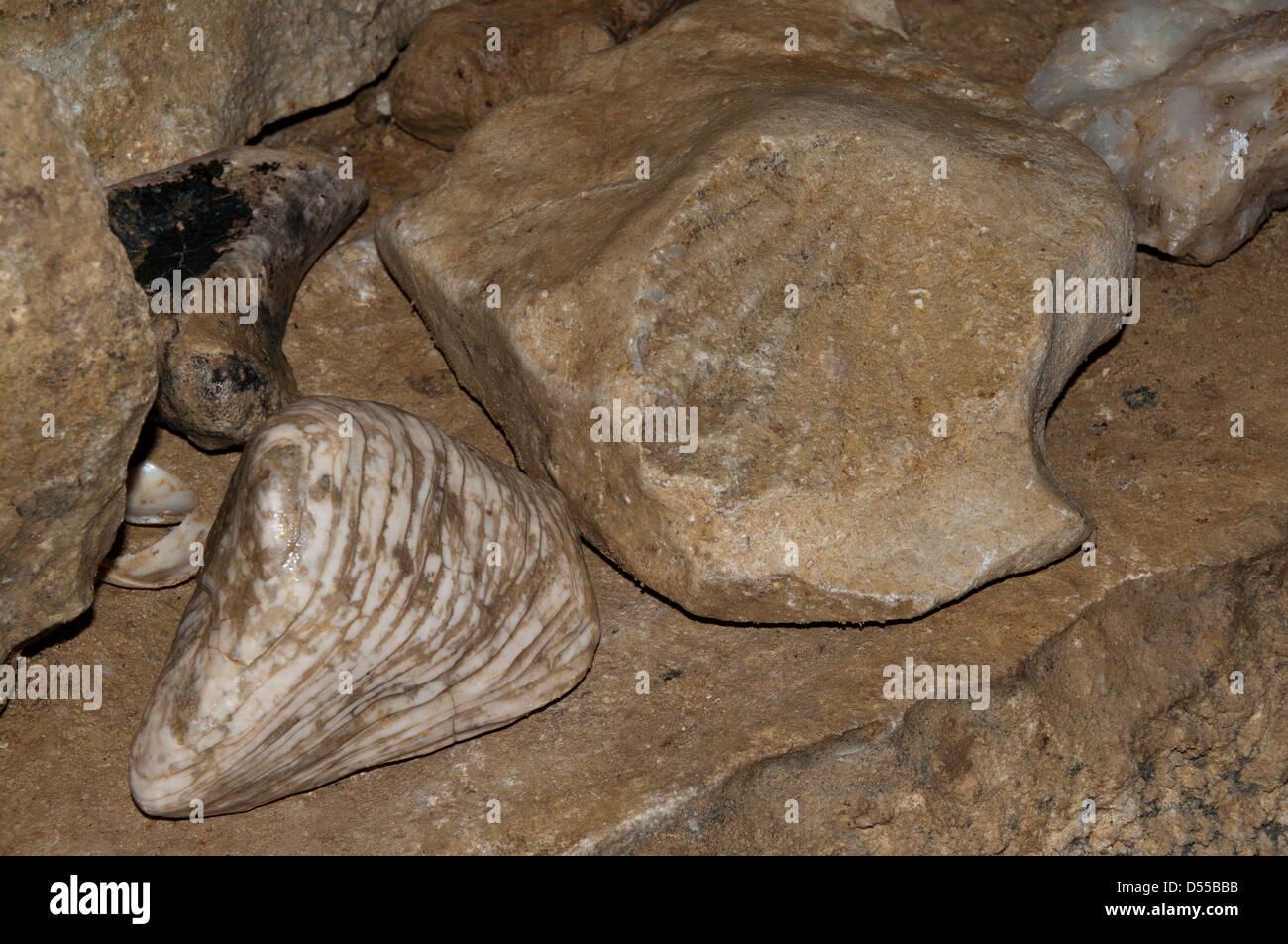 Formazioni di pietra calcarea e fossili nella caverna di Ruakuri nel distretto di Waitomo in Nuova Zelanda. Tropfsteine und Versteinerungen Foto Stock